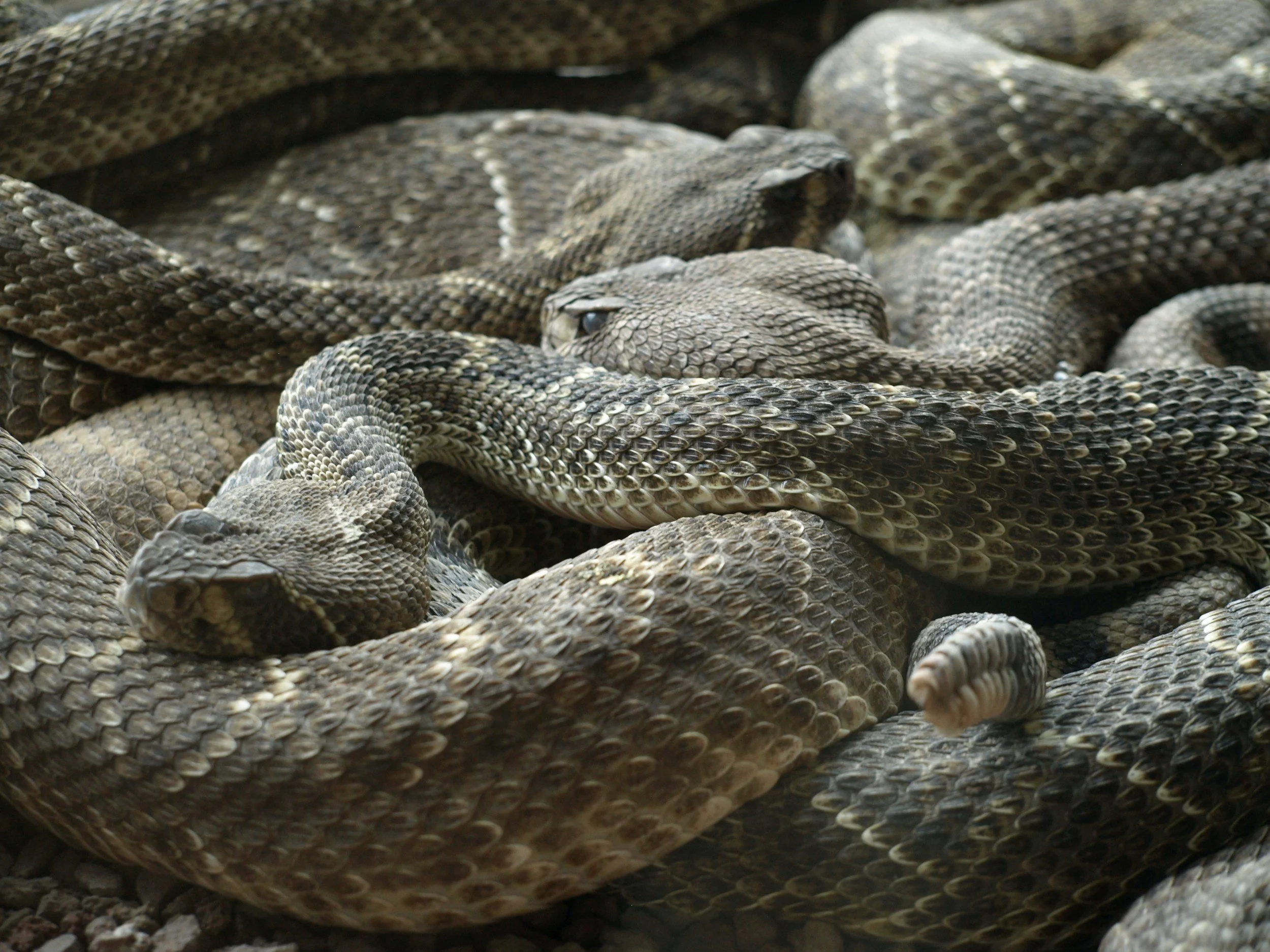 Member Brown Bag: Don't Get Rattled-Myths, Truths, and Lives of Rattlesnakes