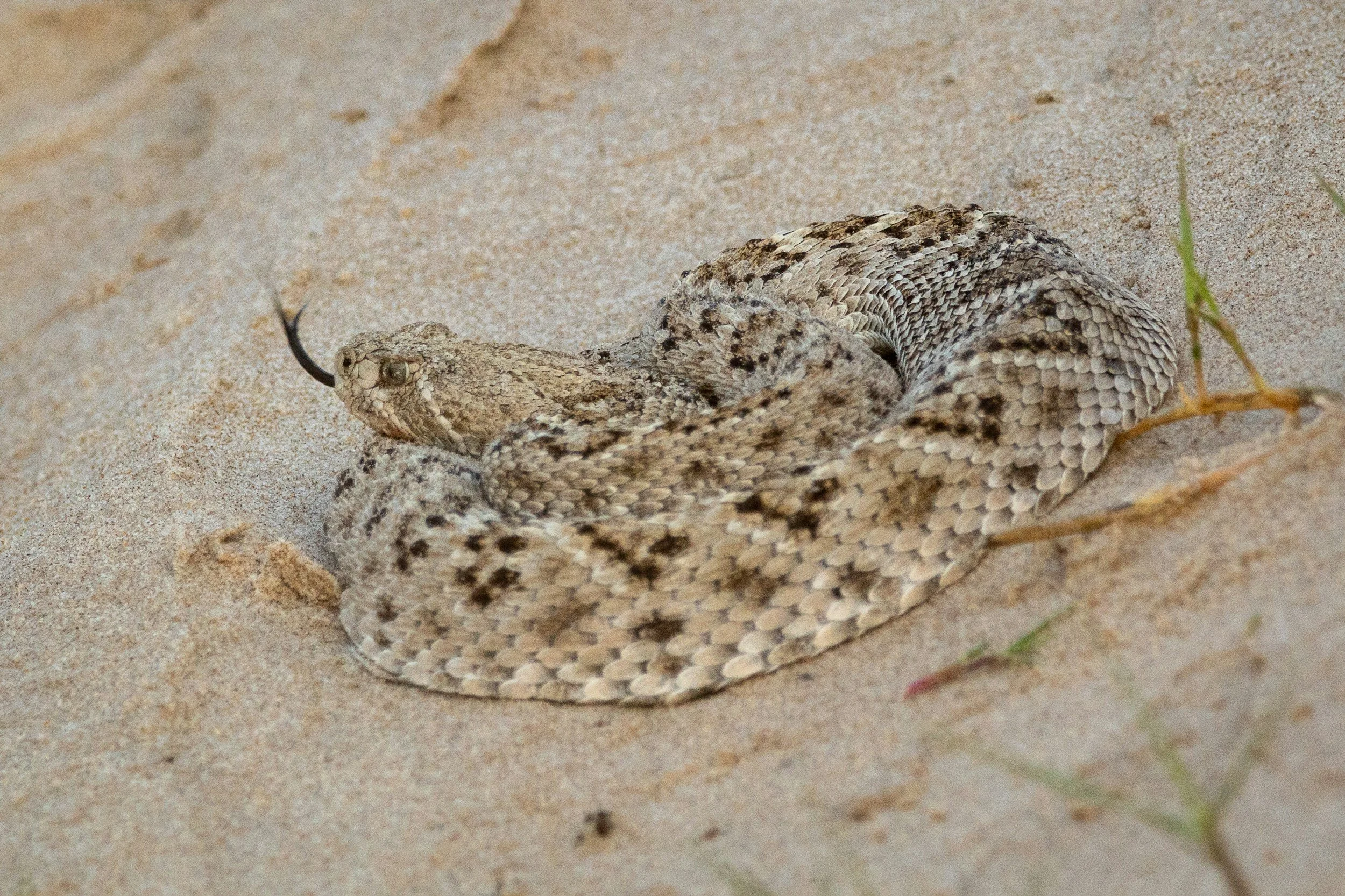 Brown Bag Lunch: Don't Get Rattled! Myths, Truths, and Lives of Rattlesnakes