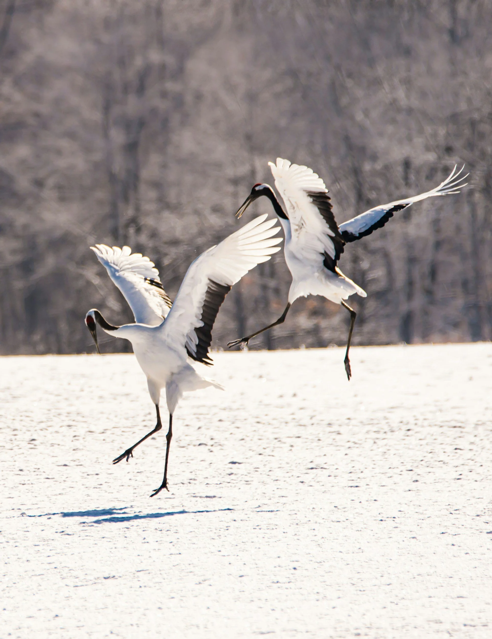 Animal Frolics Qigong Series: The Crane