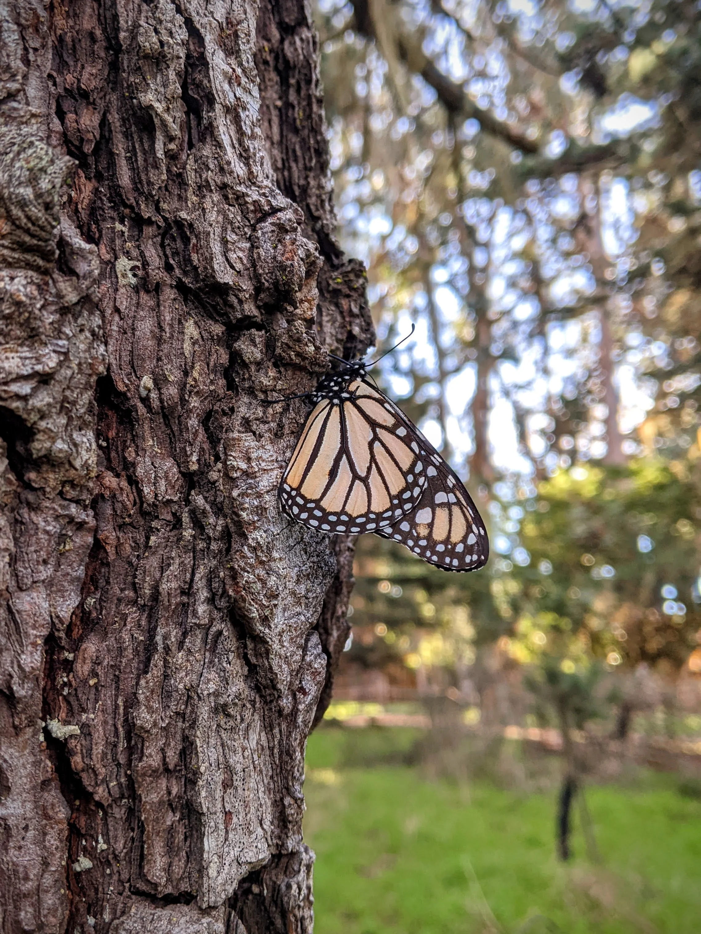 LGO Guided Monarch Walk