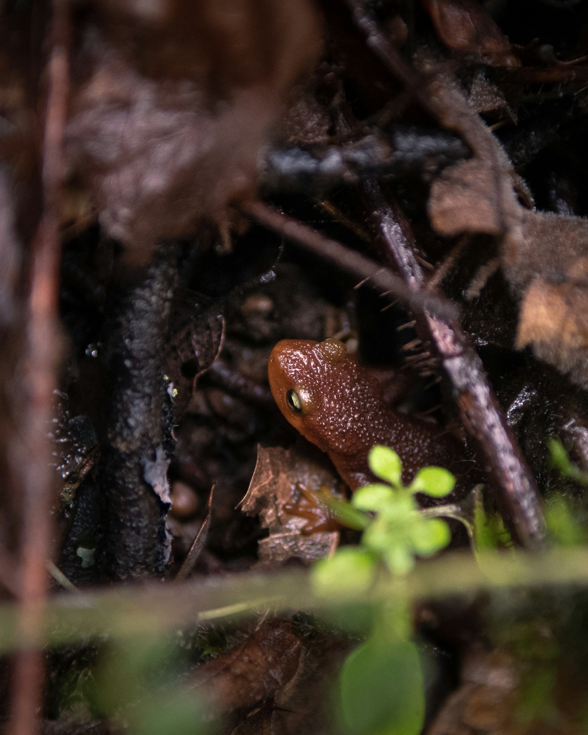 Member Brown Bag: Don't Stop Me Noooow! Newts, Snakes, & The Red Queen Hypothesis