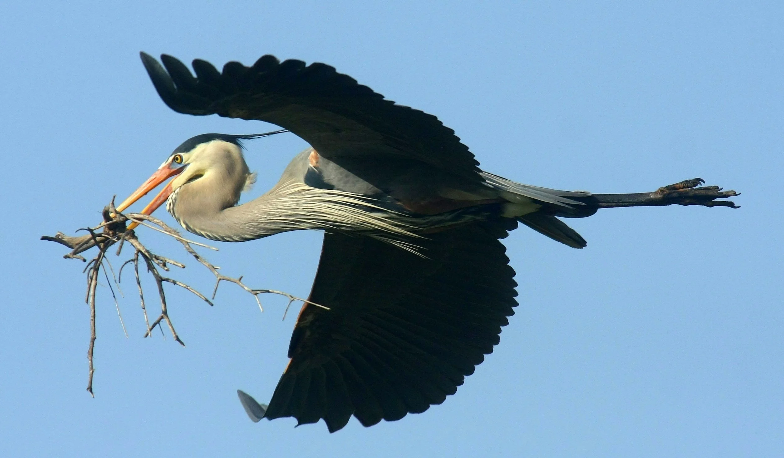 Monterey Audubon Society Public Meeting