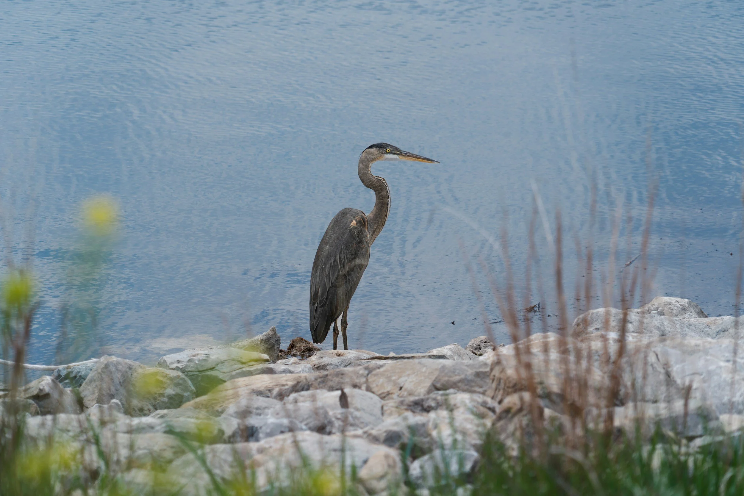blue heron