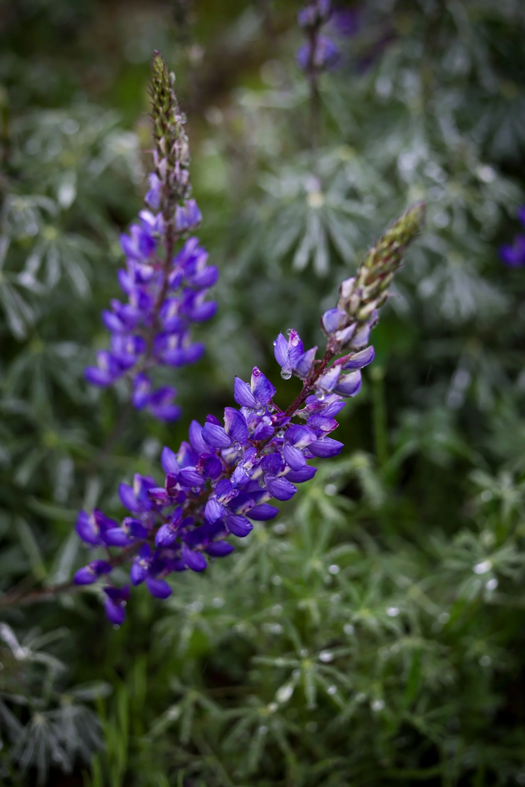 California Native Plant Society Meeting