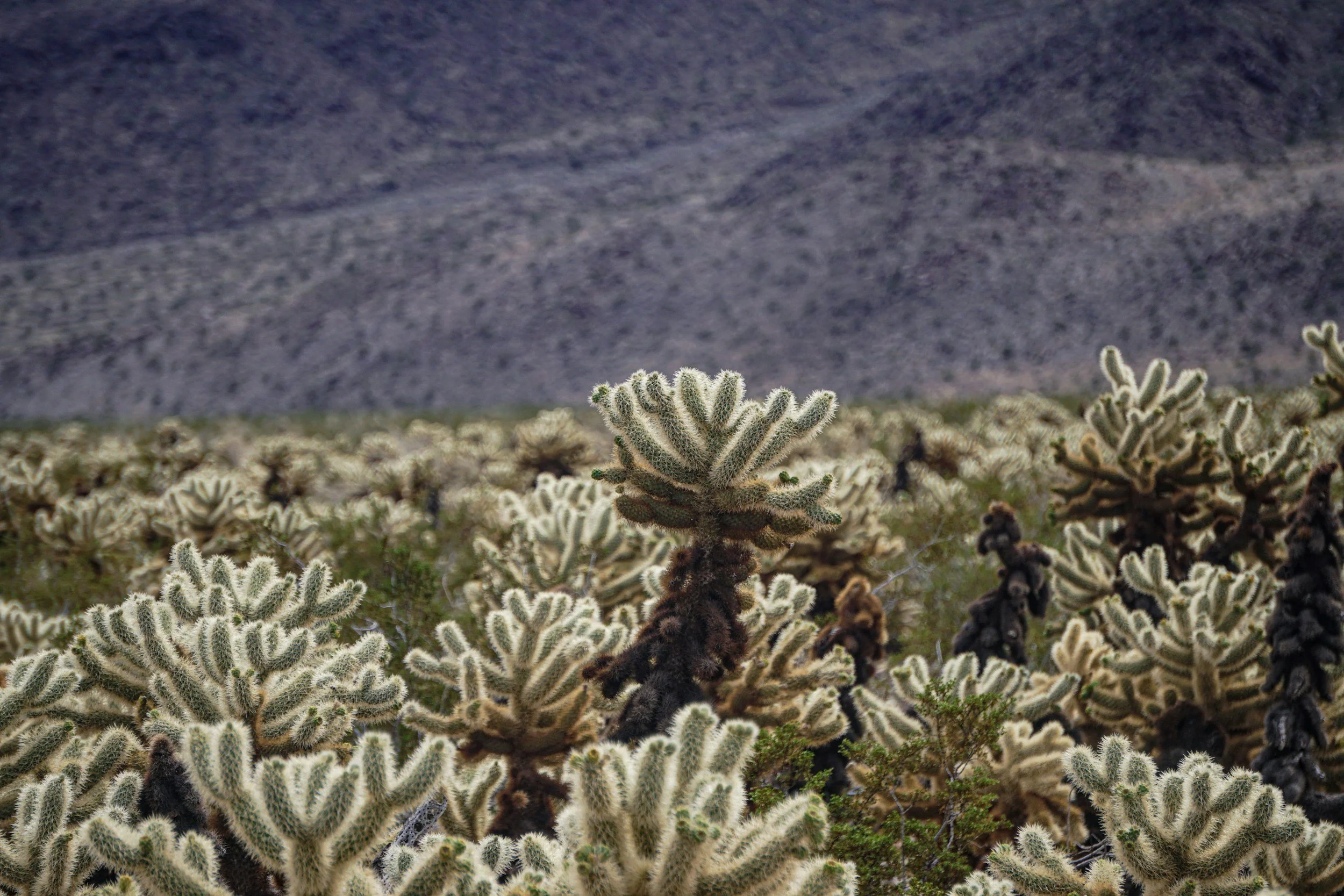 Member Brown Bag: Psycho Cactus, Qu'est que c'est? Adaptions of California's Mojave Desert