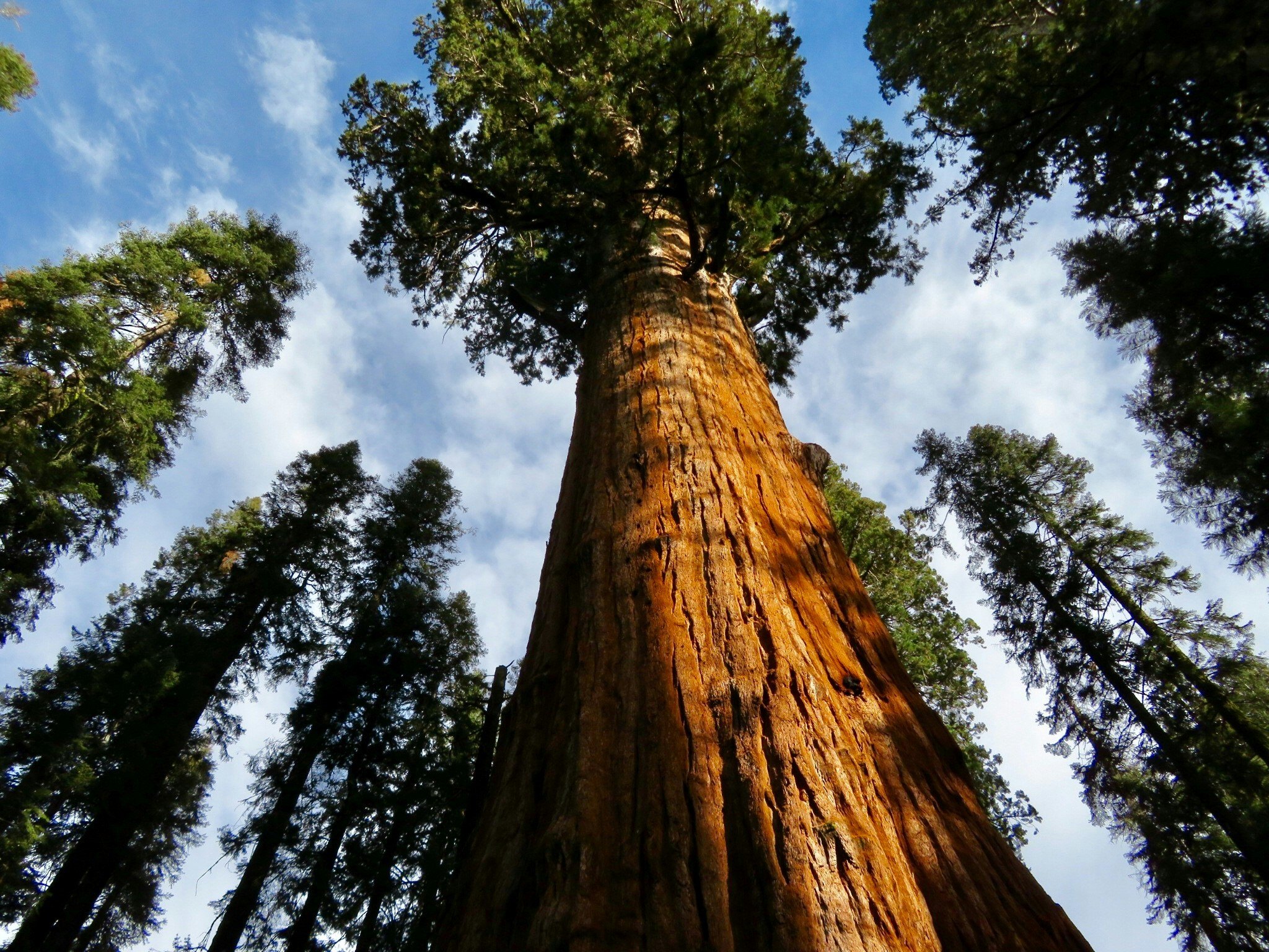 Brown Bag Talk: A Tall Drink of Water: Redwood Trees & Ecosystems