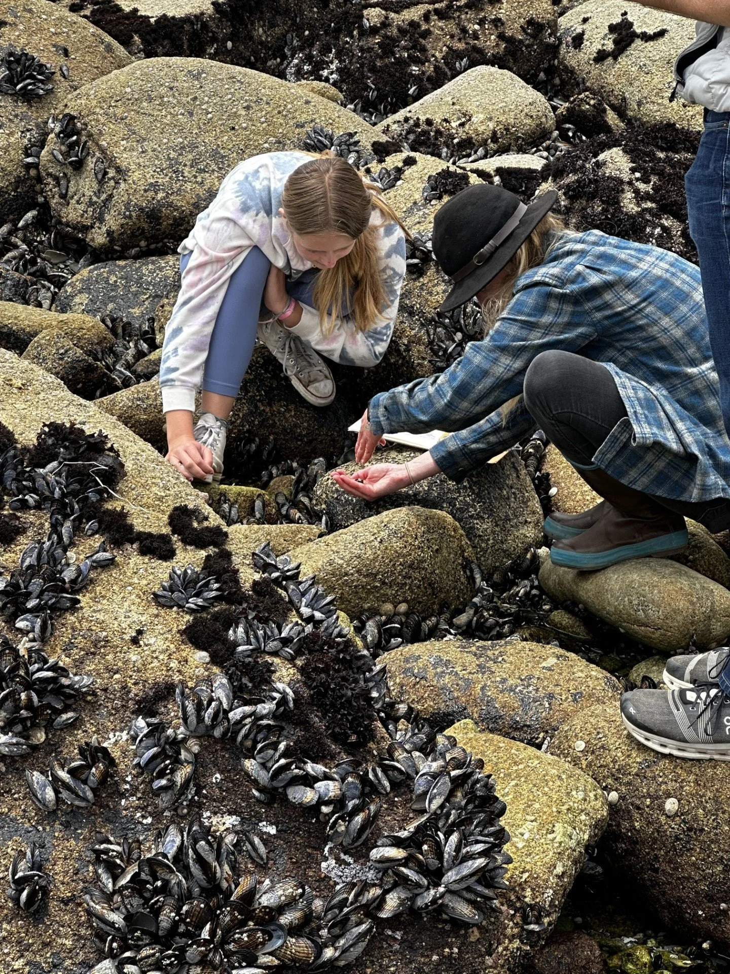 Tidepool Field Sketching with Andrea Dingeldein
