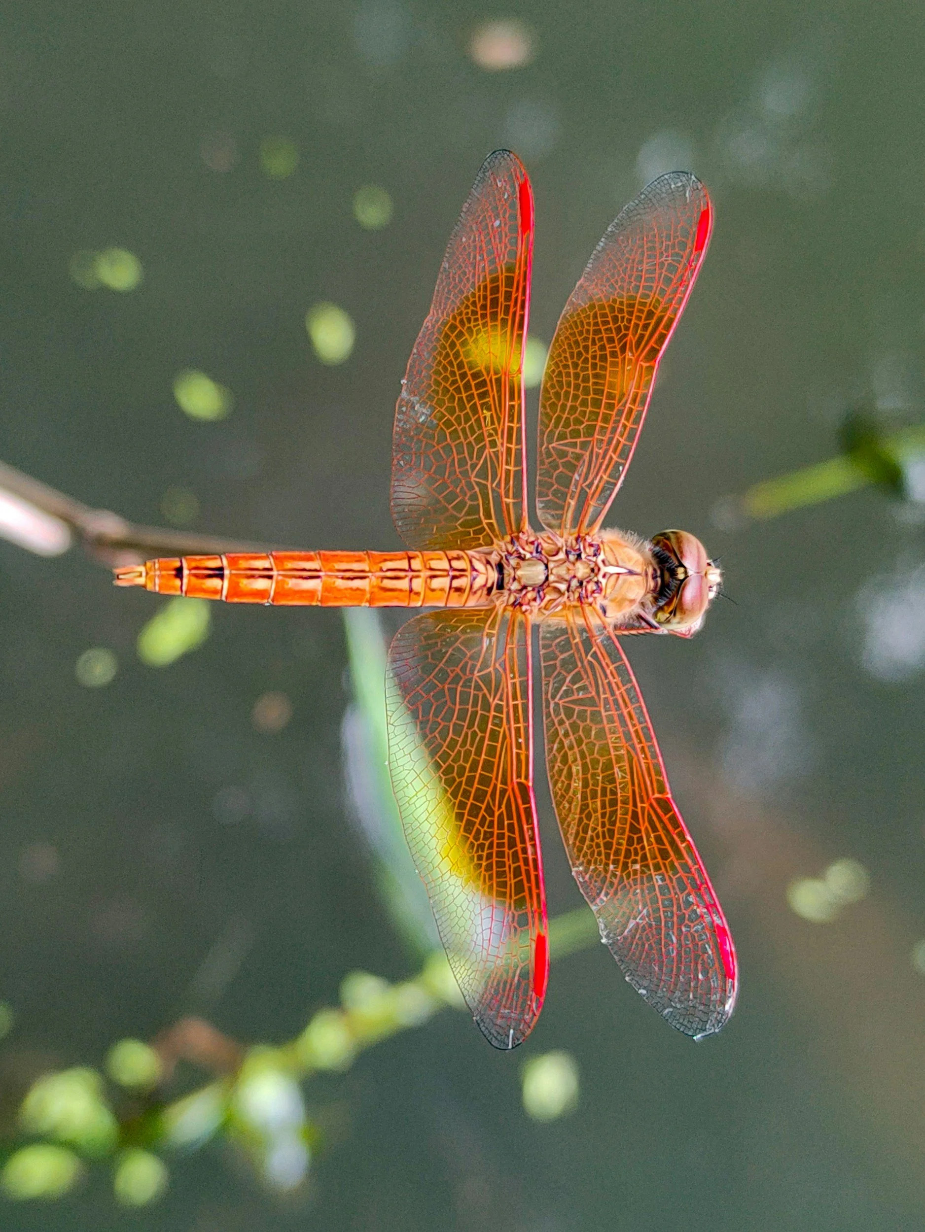 Member Brown Bag: There Will Be Dragon-Flies