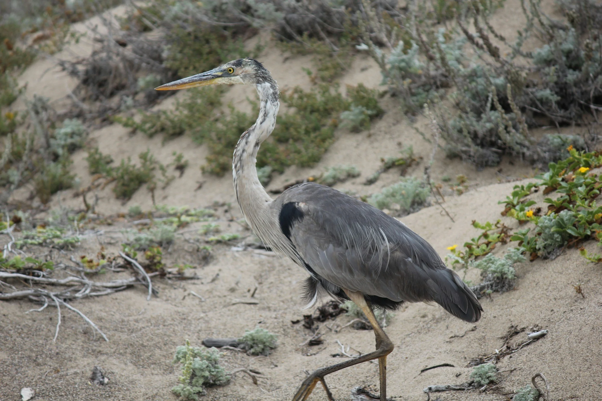 Bird Walk with Amanda Preece