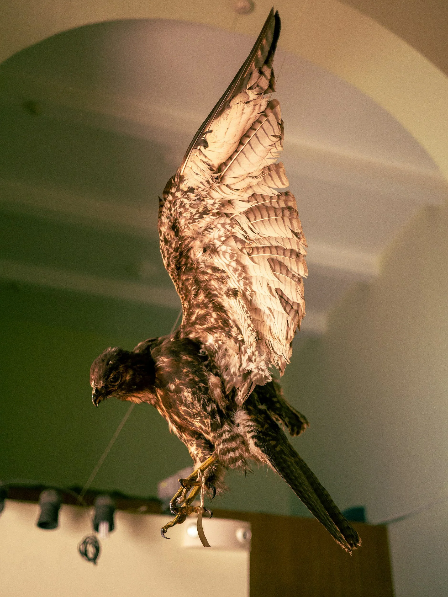 The Taxidermist's Table