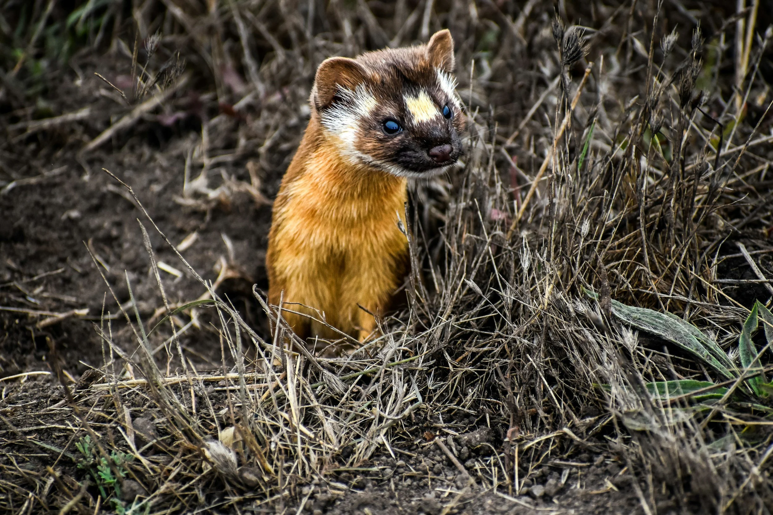 Member Brown Bag: Dances with Weasels