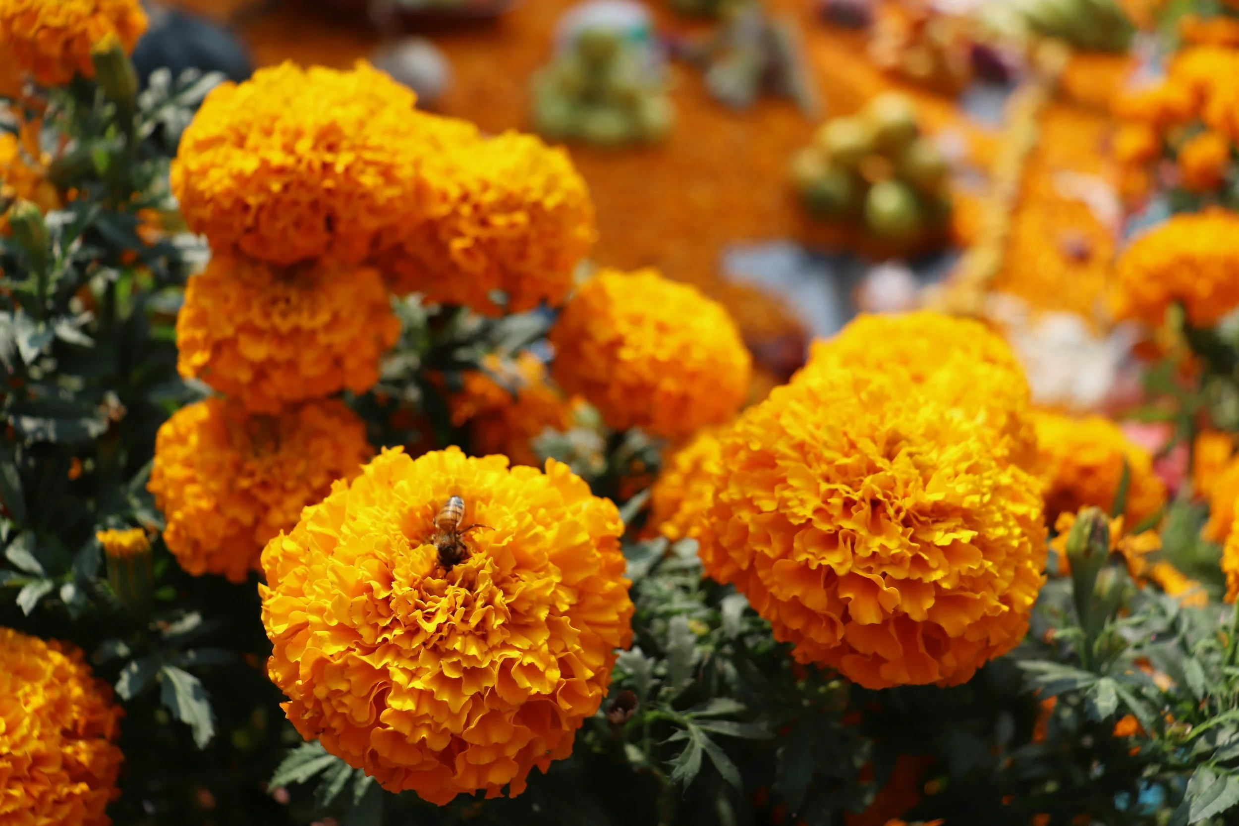 Community Ofrenda