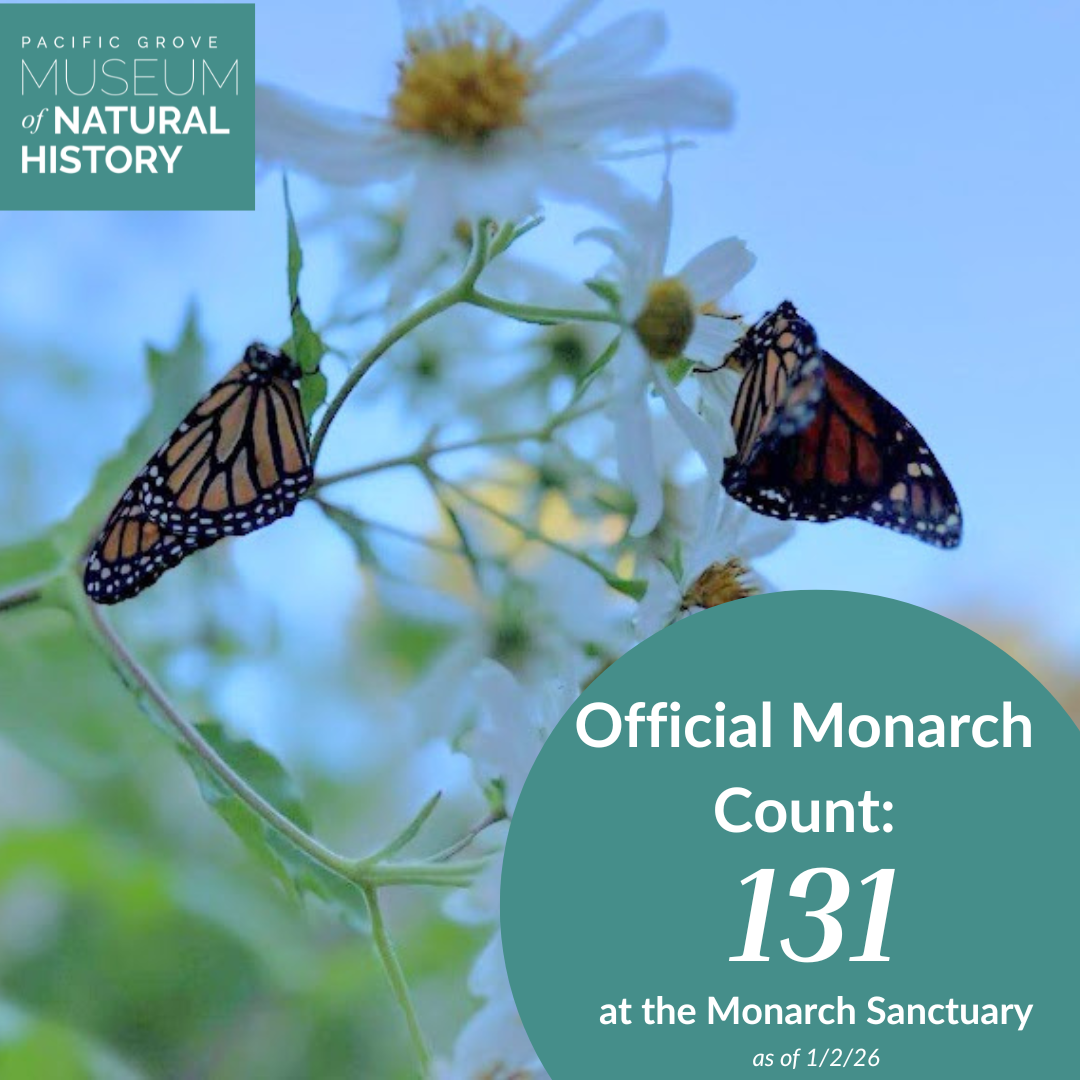Official monarch count is 131 at the Monarch Sanctuary as of January 2, 2026.