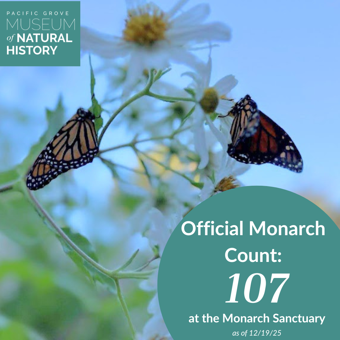 The official monarch count is 107 at the Pacific Grove Monarch Sanctuary as of December 19, 2025.