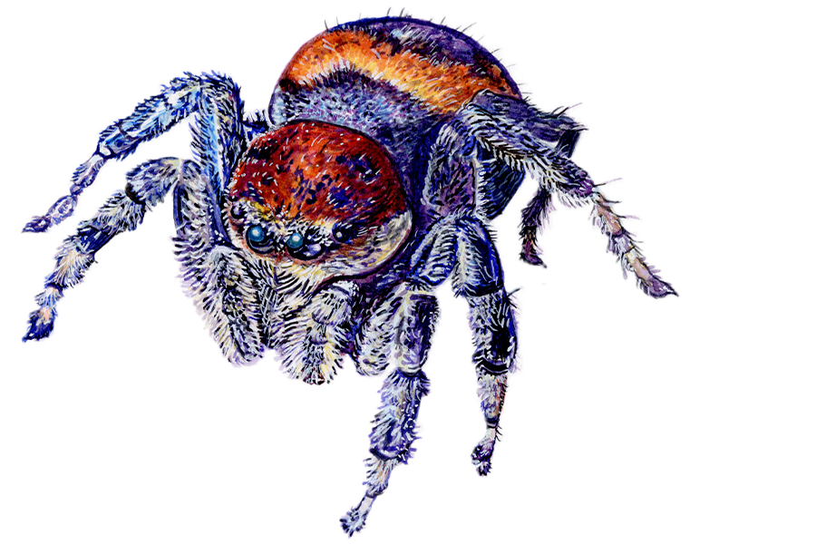 Illustrating Nature Free Artist Demo
