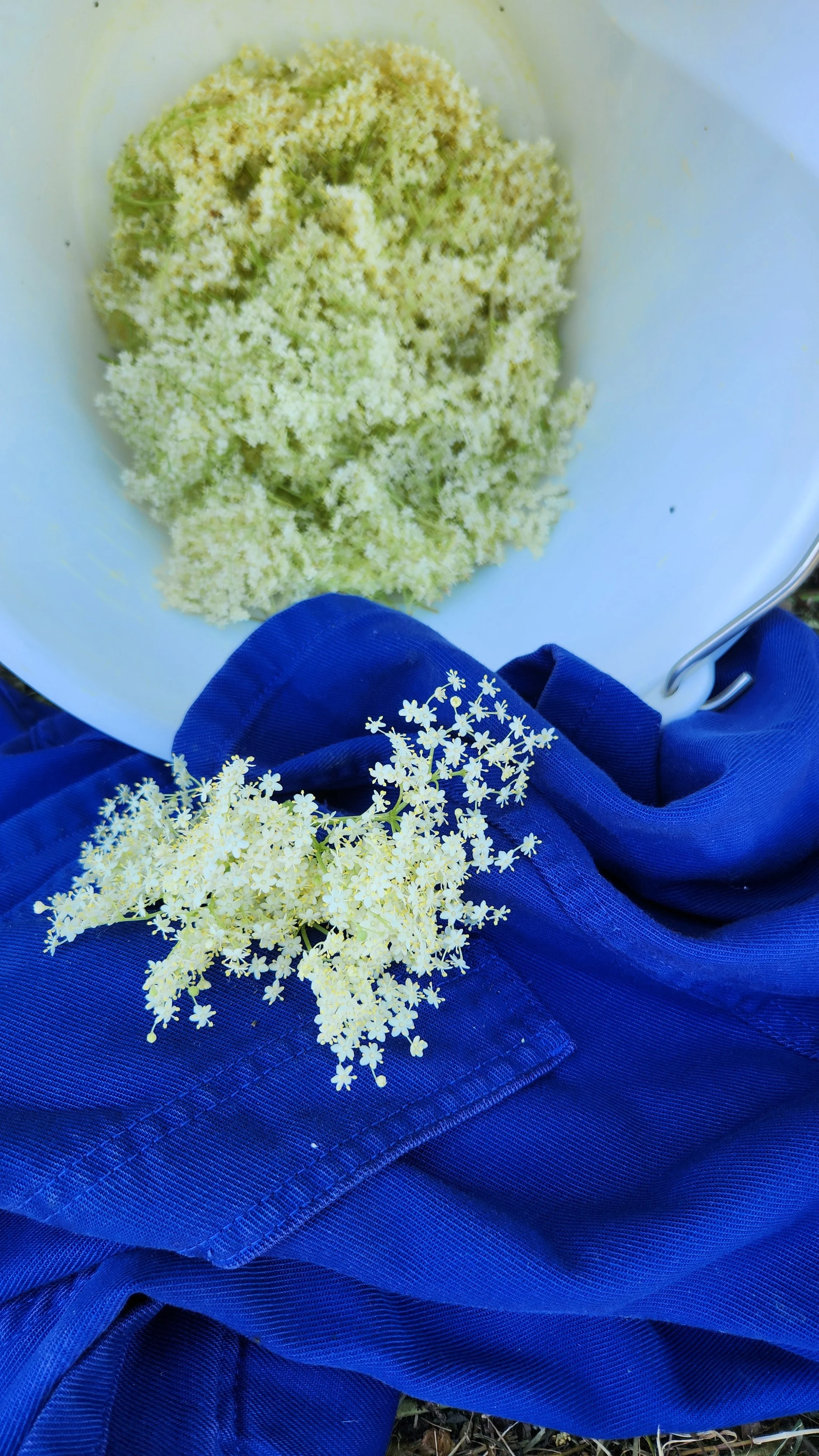 Récolte des fleurs de sureau 2026 : une nouvelle cuvée Maïm en préparation
