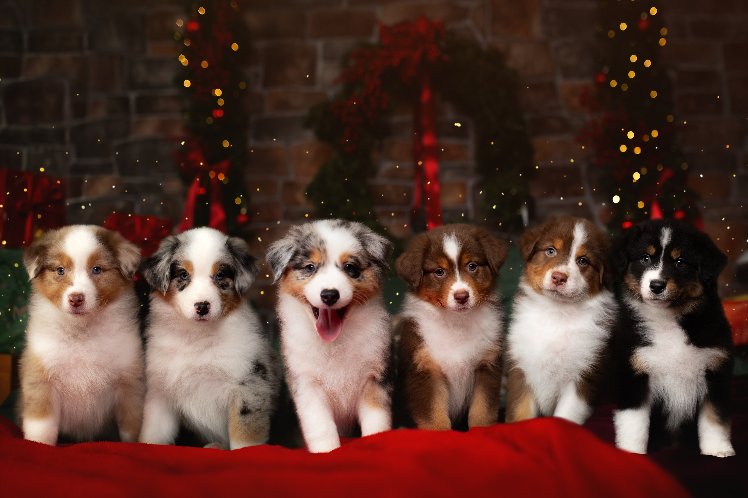 Puppy Scams: Don’t Let Fraudsters Steal Your Holiday Joy