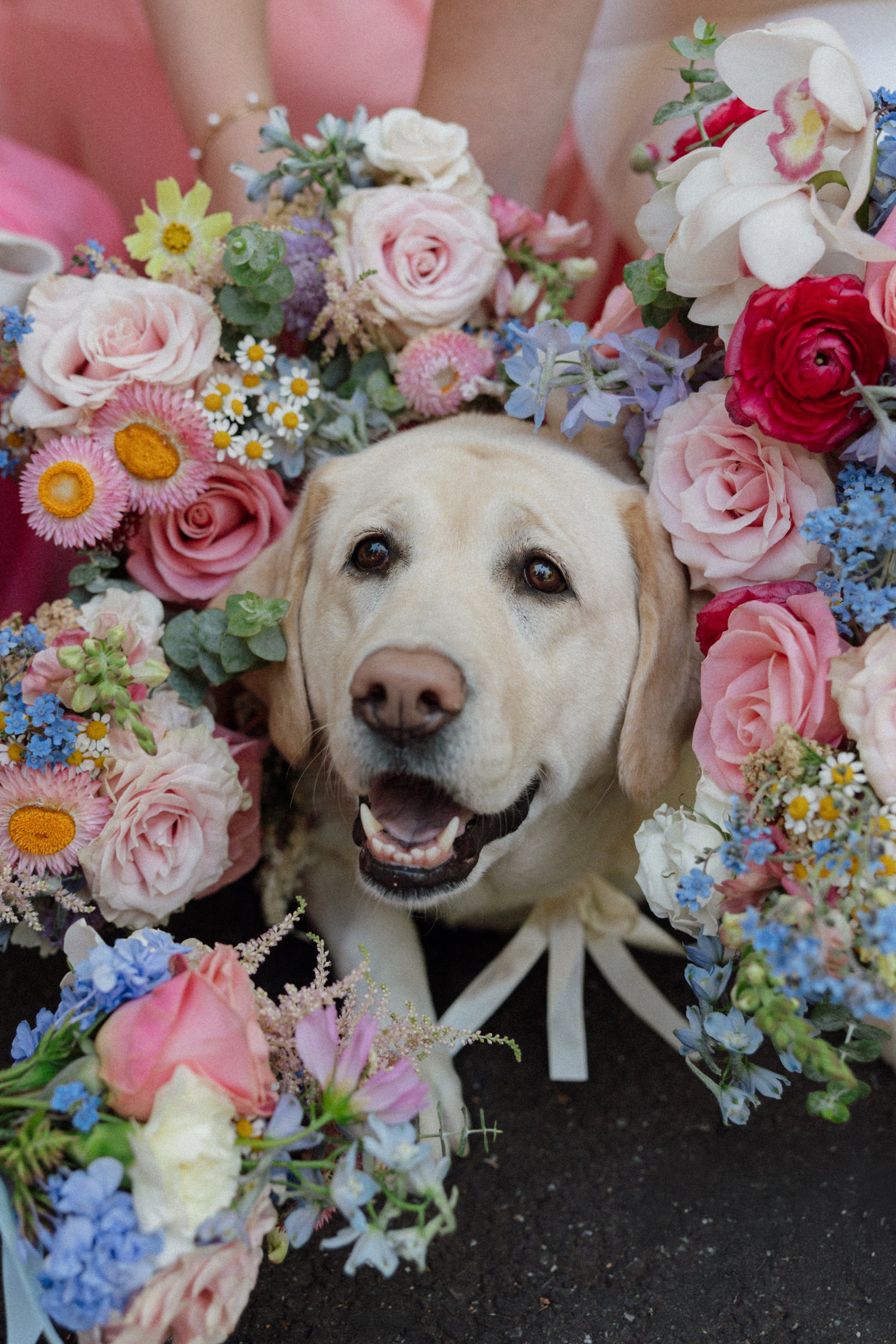 Pup of Honor - Ru's Farm Wedding