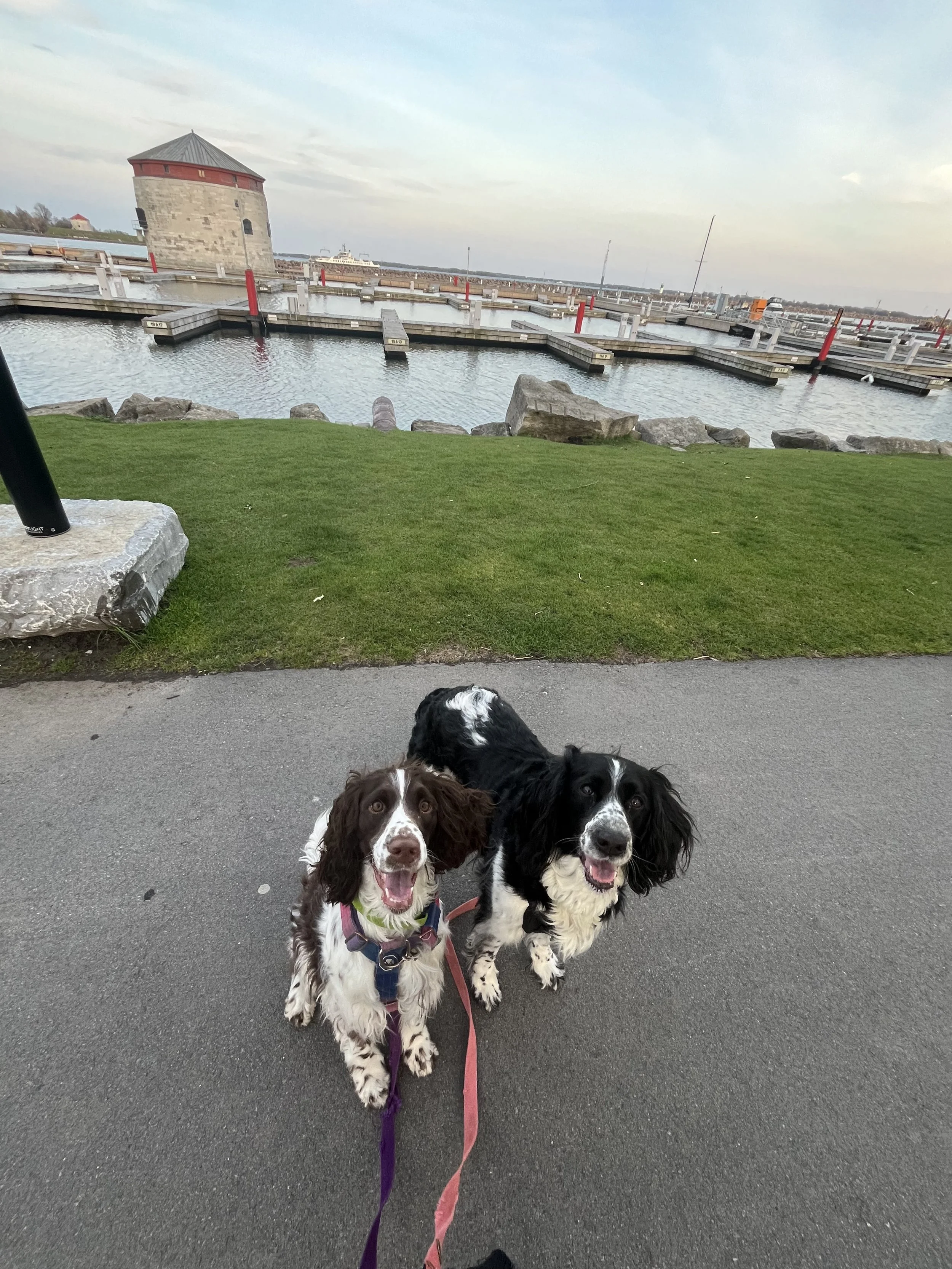 Two Springer Spaniels standing in front of a waterfront with docks
