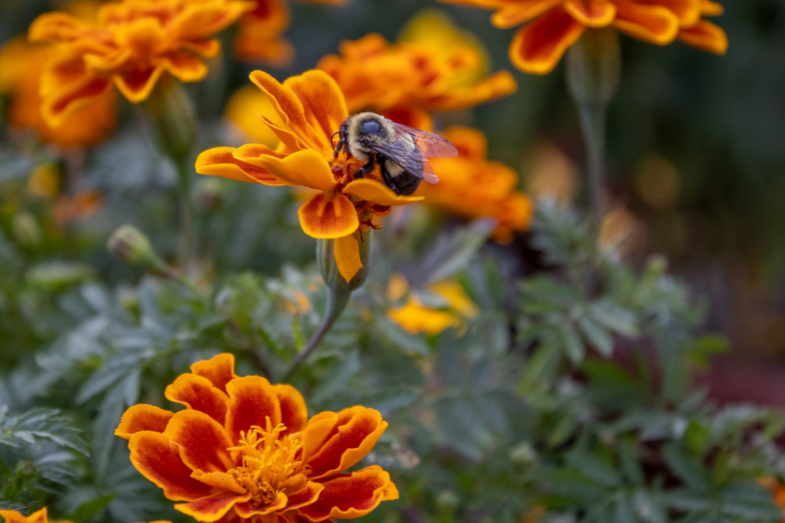 Bee.jpg