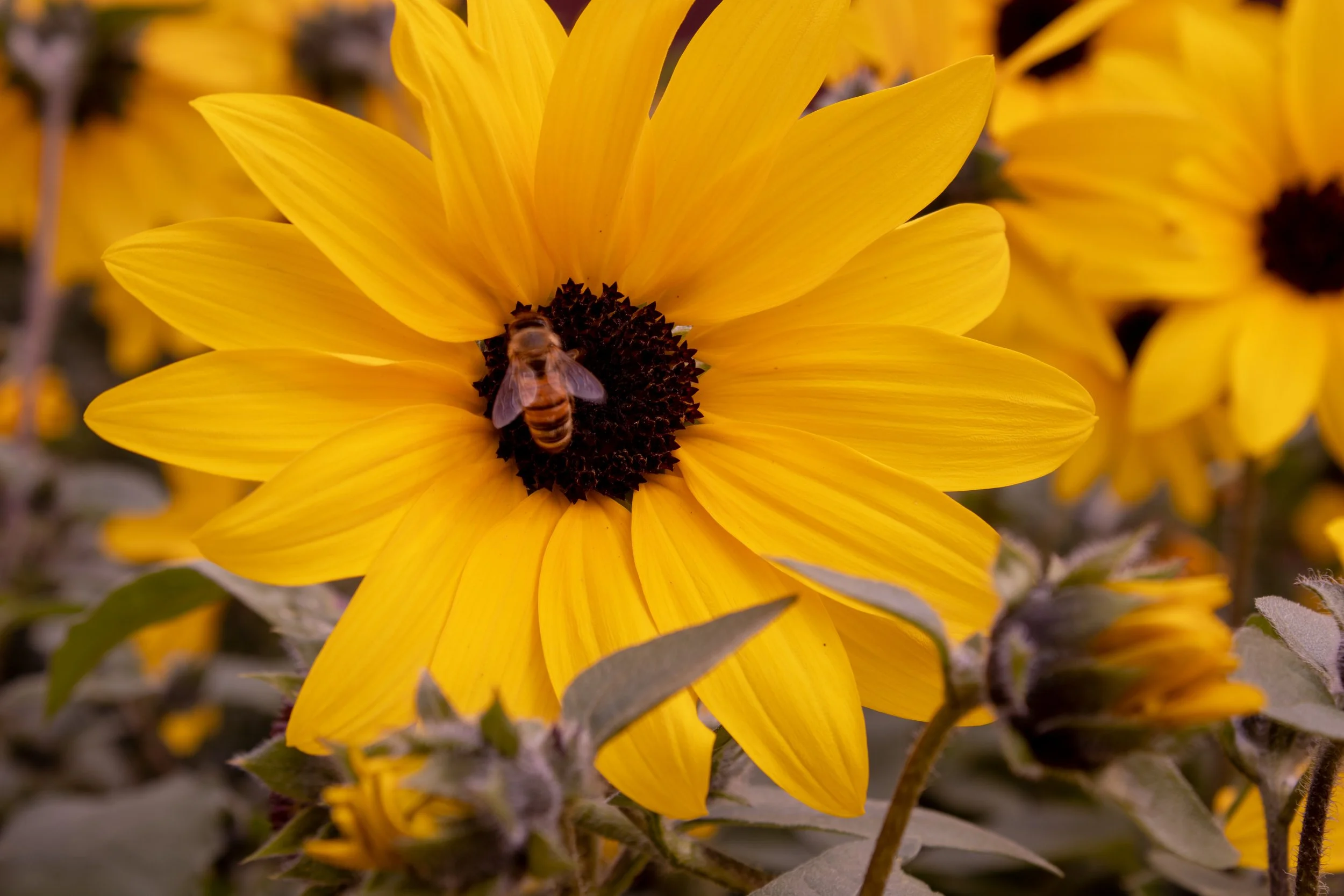 Sunflower Bee.jpg