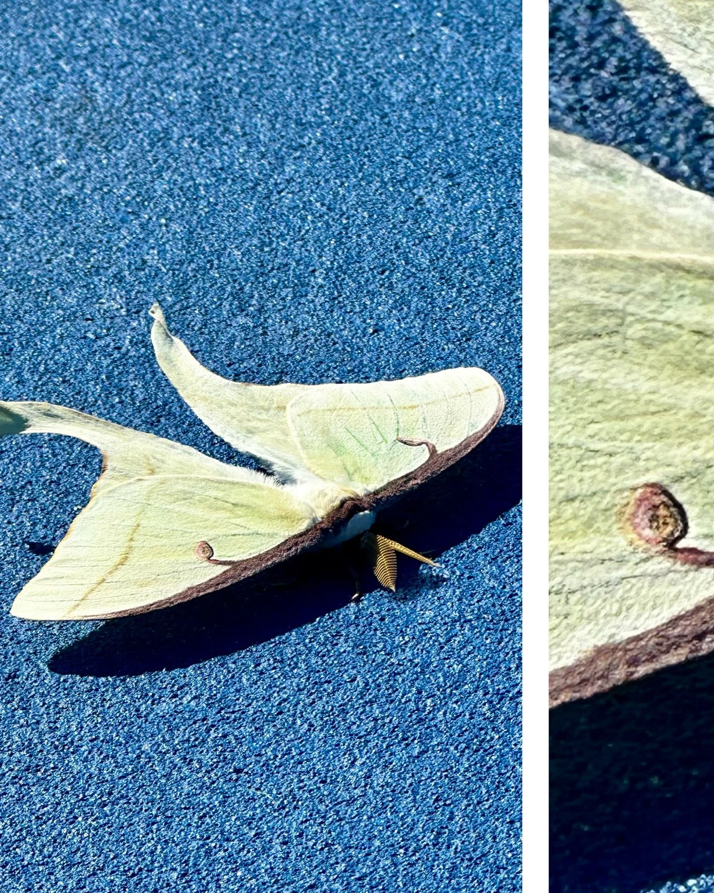 I was visited by a beautiful and unexpected guest on the court today 🦋 

#lunamoth
#mothsofinstagram 
#pickleballcourt 
#aesthetic