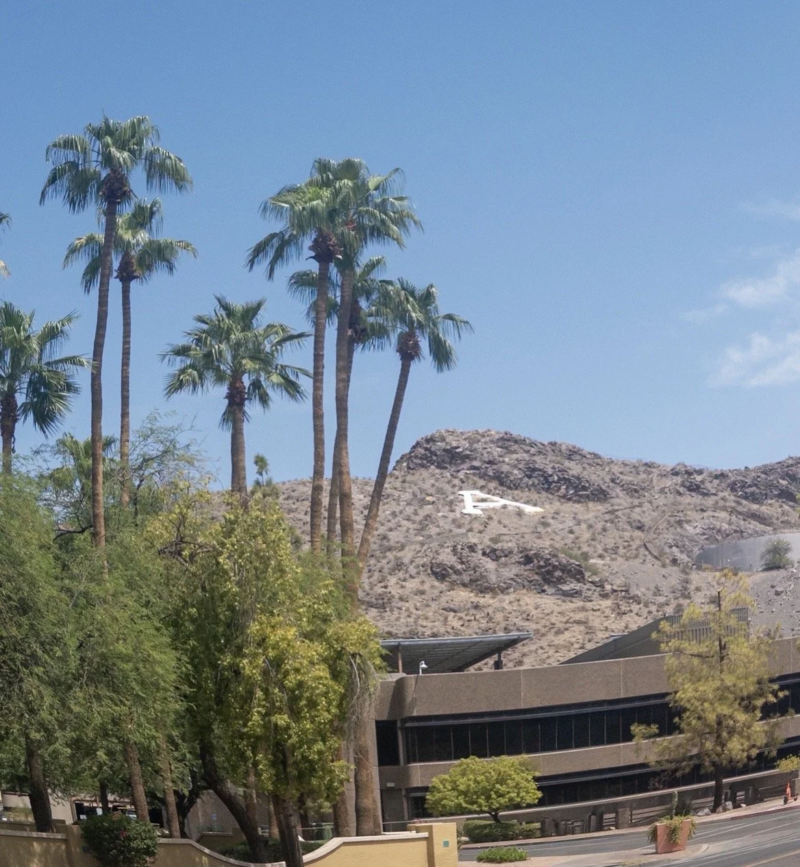 Palm Trees