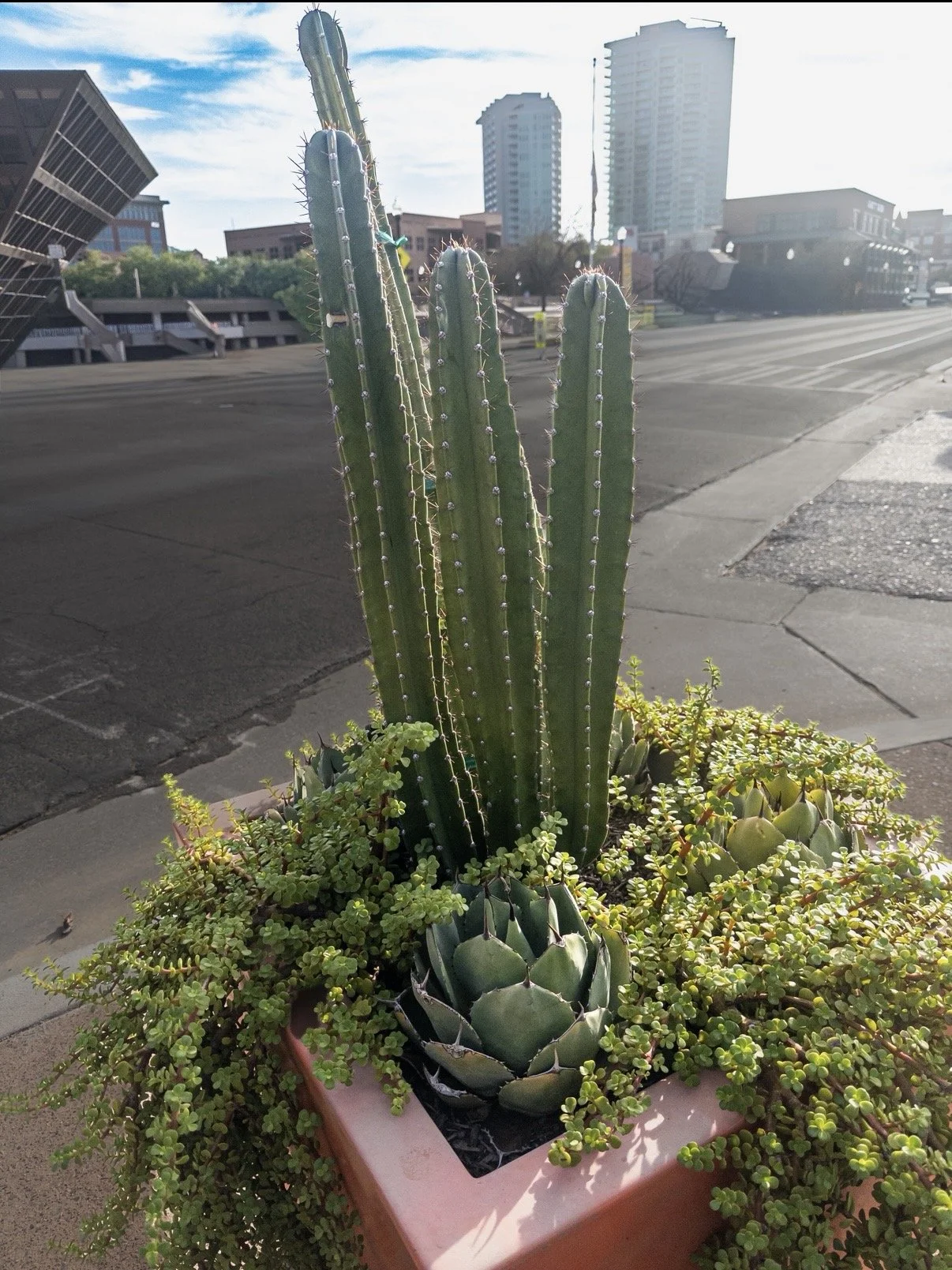 Cactus Planter