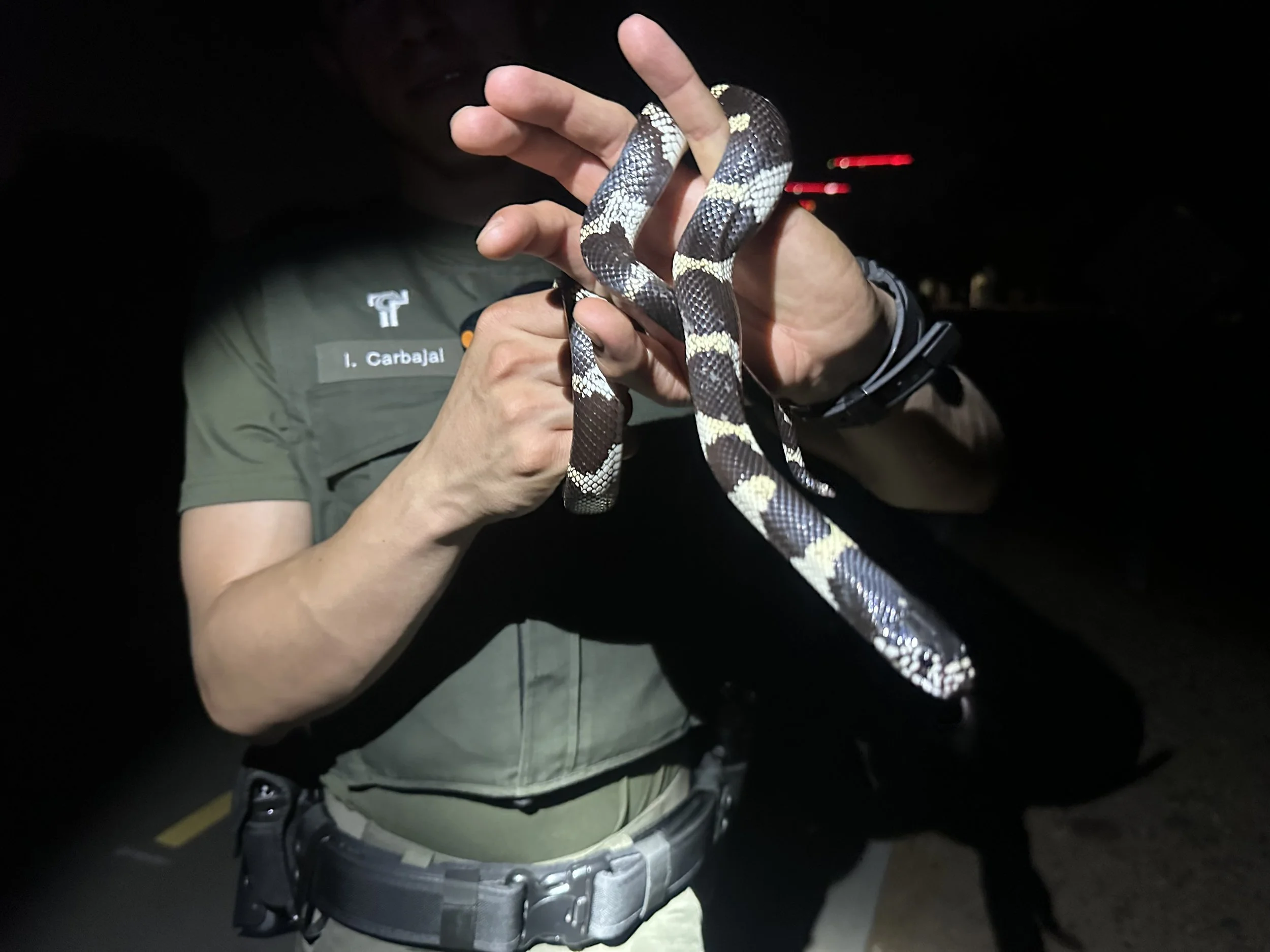 Ranger Kingsnake