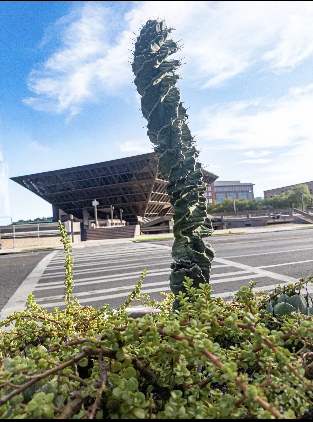 Cactus Planter/Pyramid