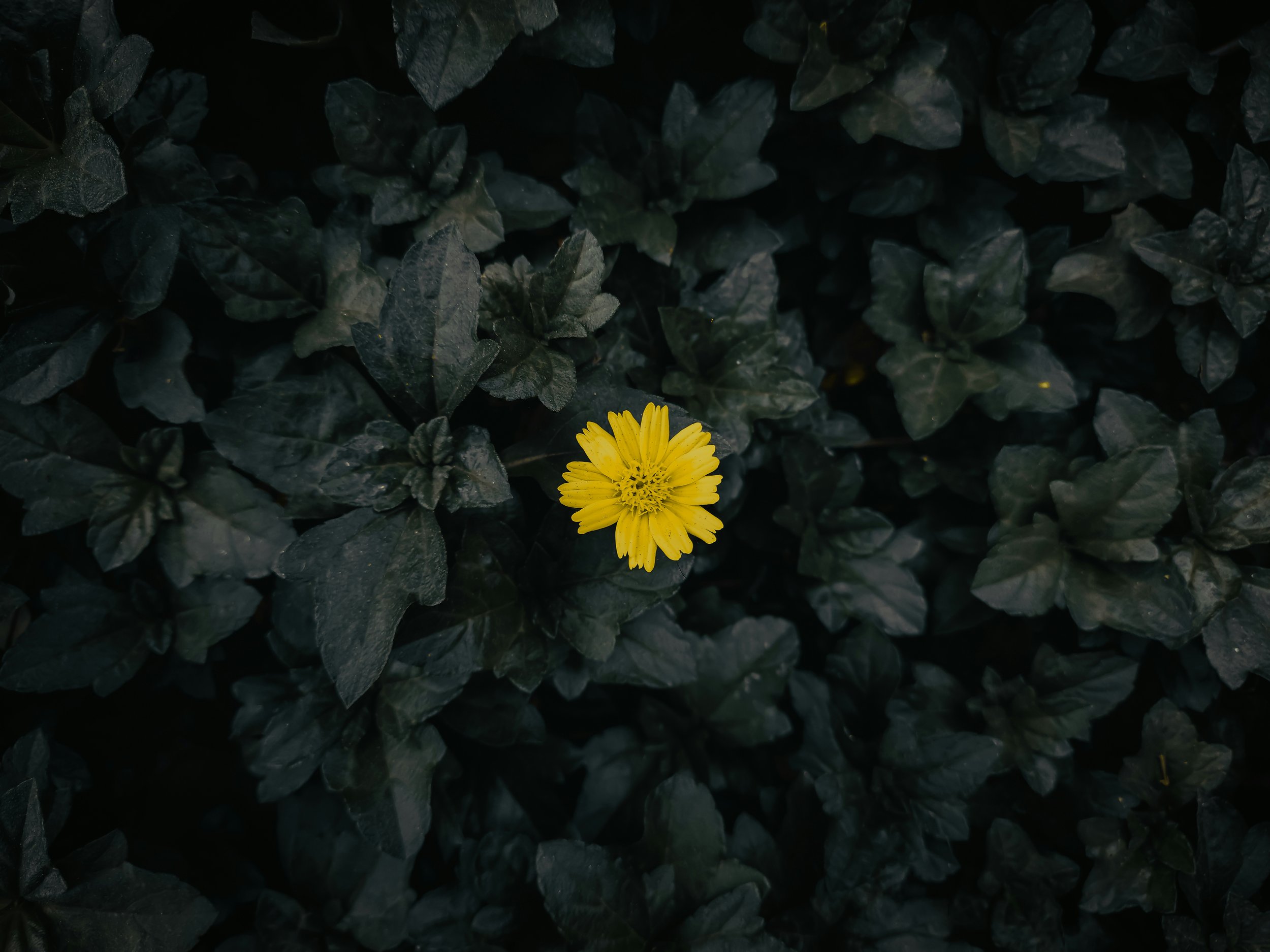 prithiviraj-a-fa7Stge3YXs-unsplash.jpg