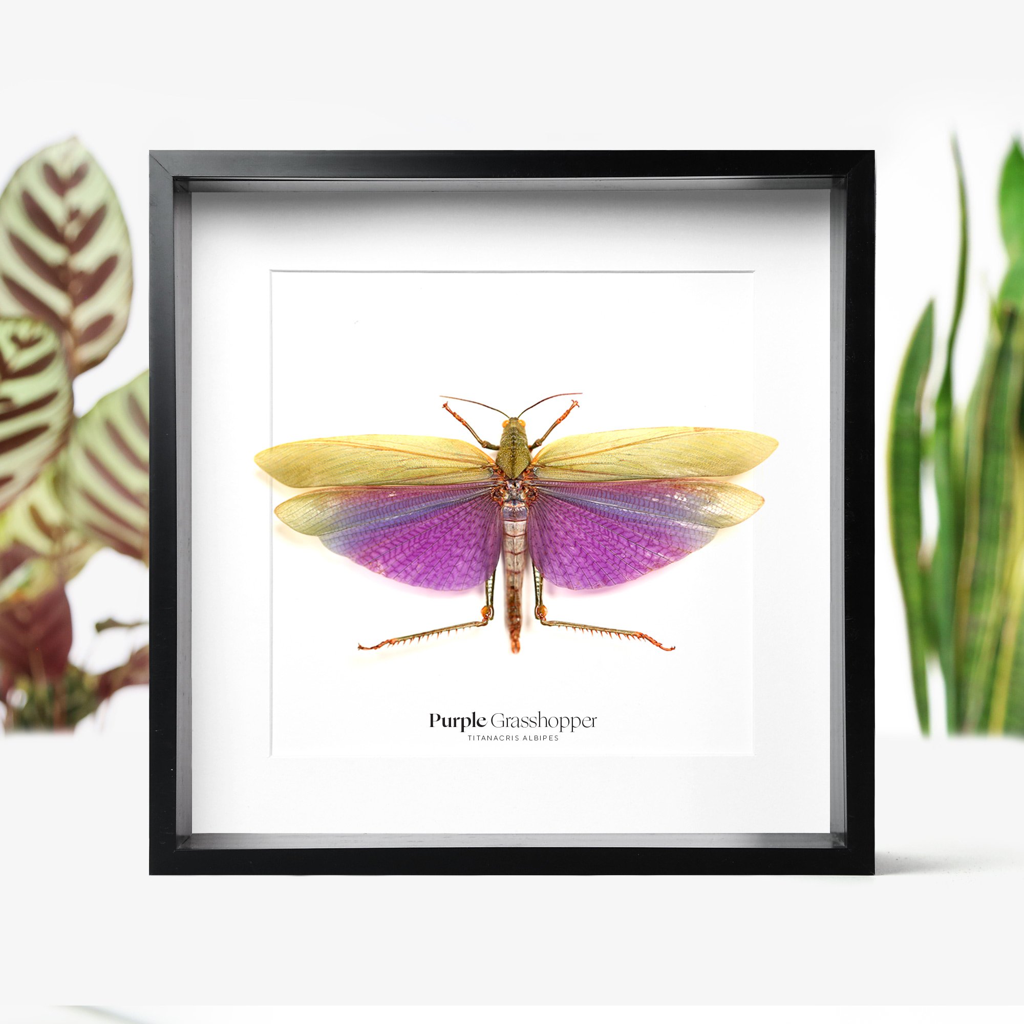 purp-grasshopper.jpg