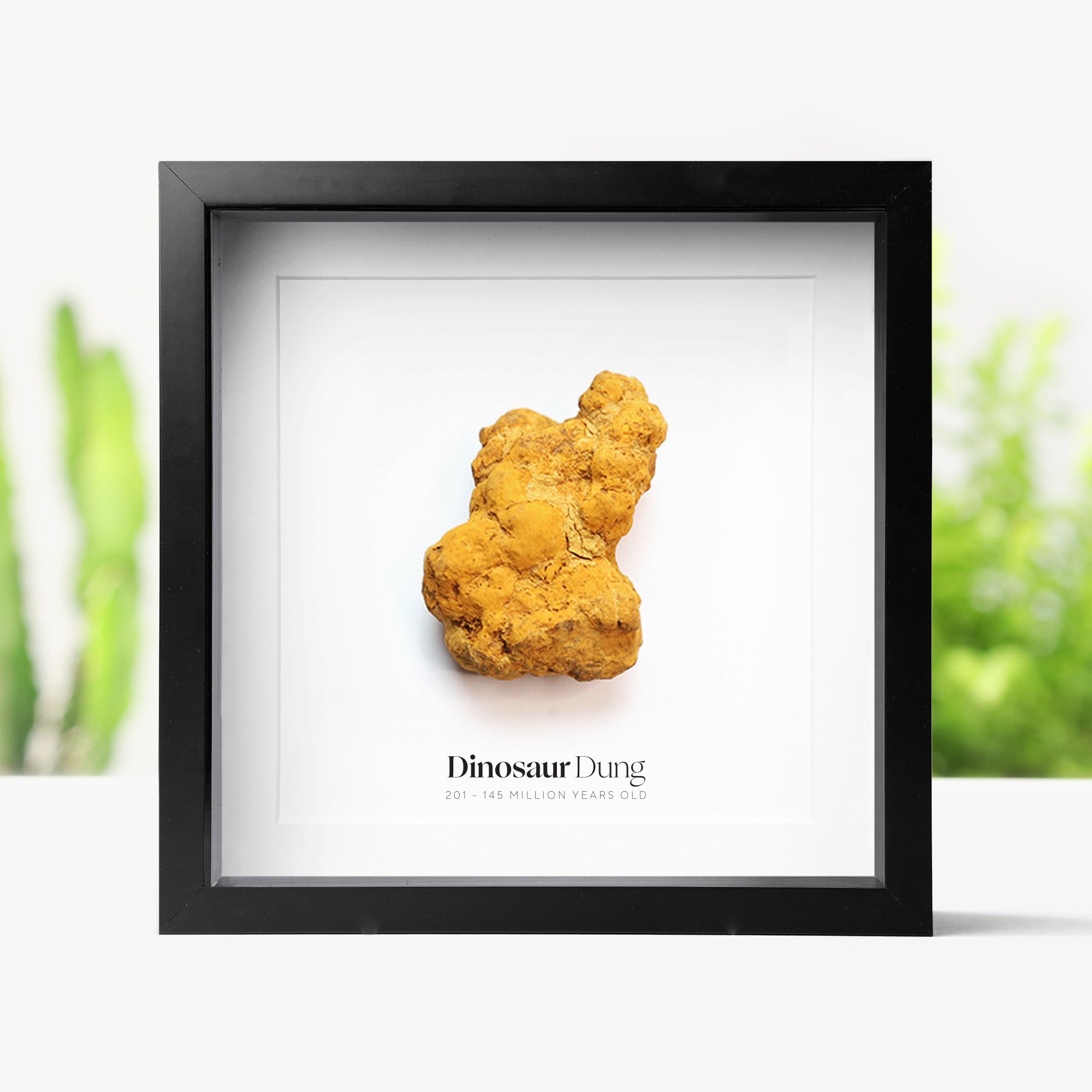 dinosaur-dung.jpg