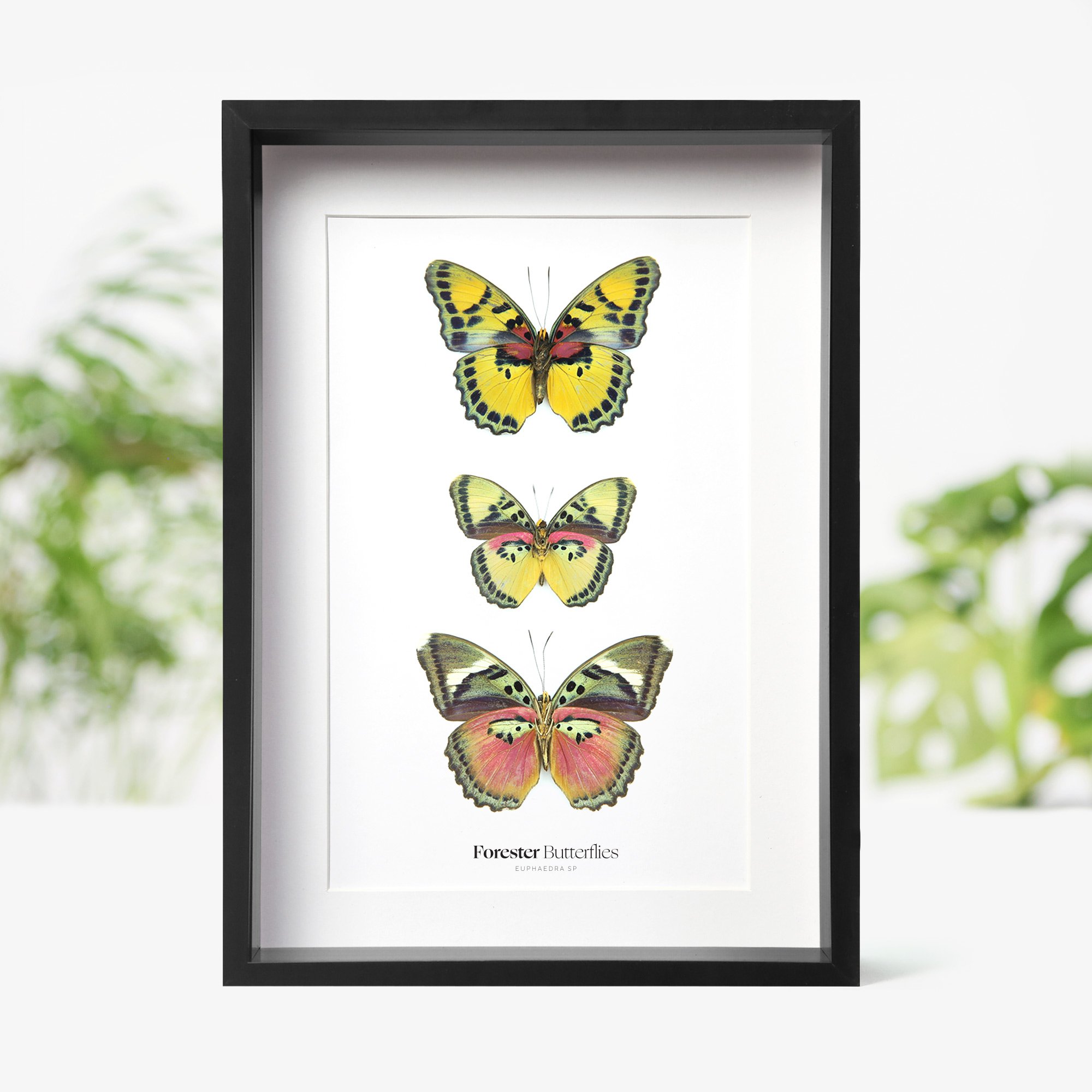 FORESTER-BUTTERFLIES.jpg