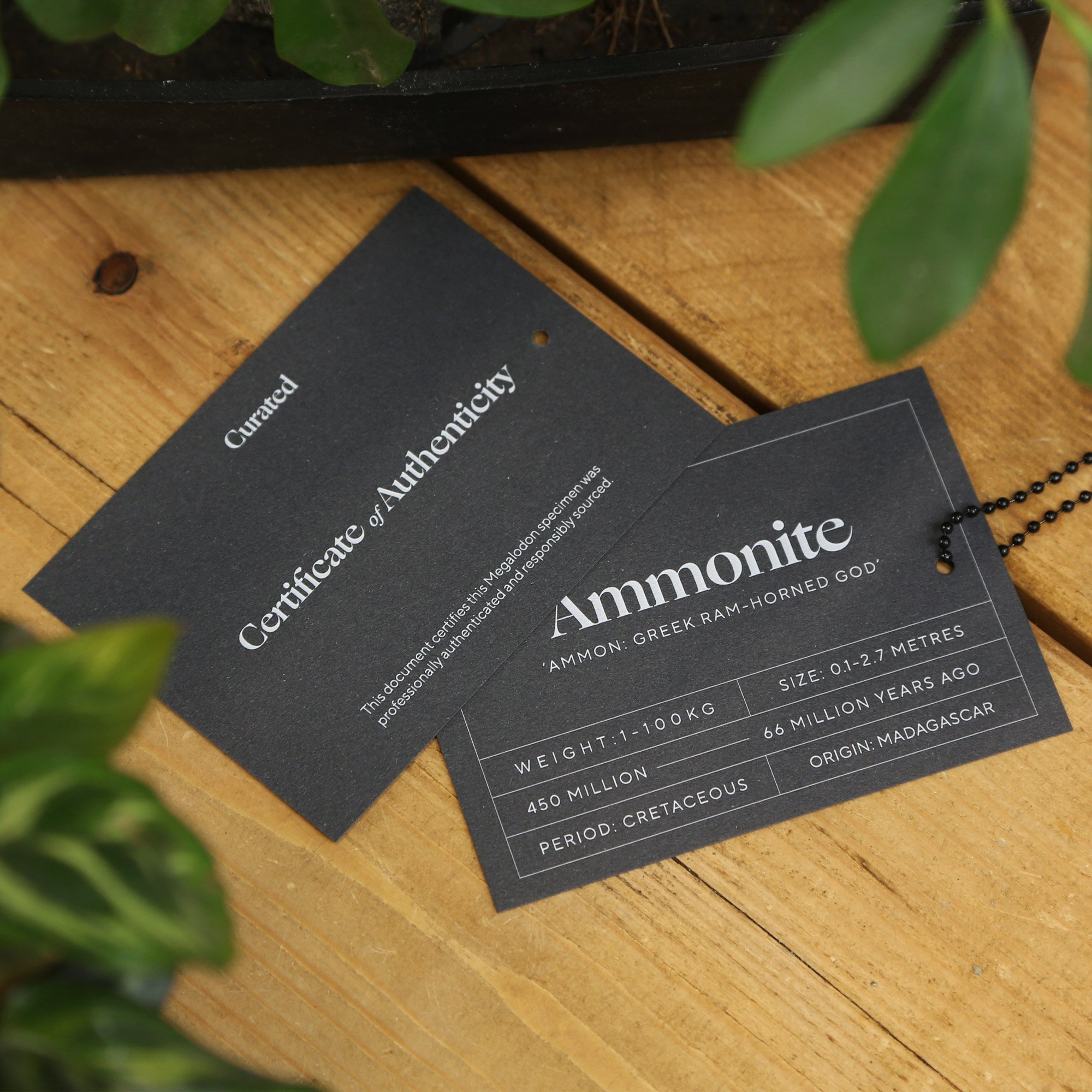 -Ammonite-COA.jpg