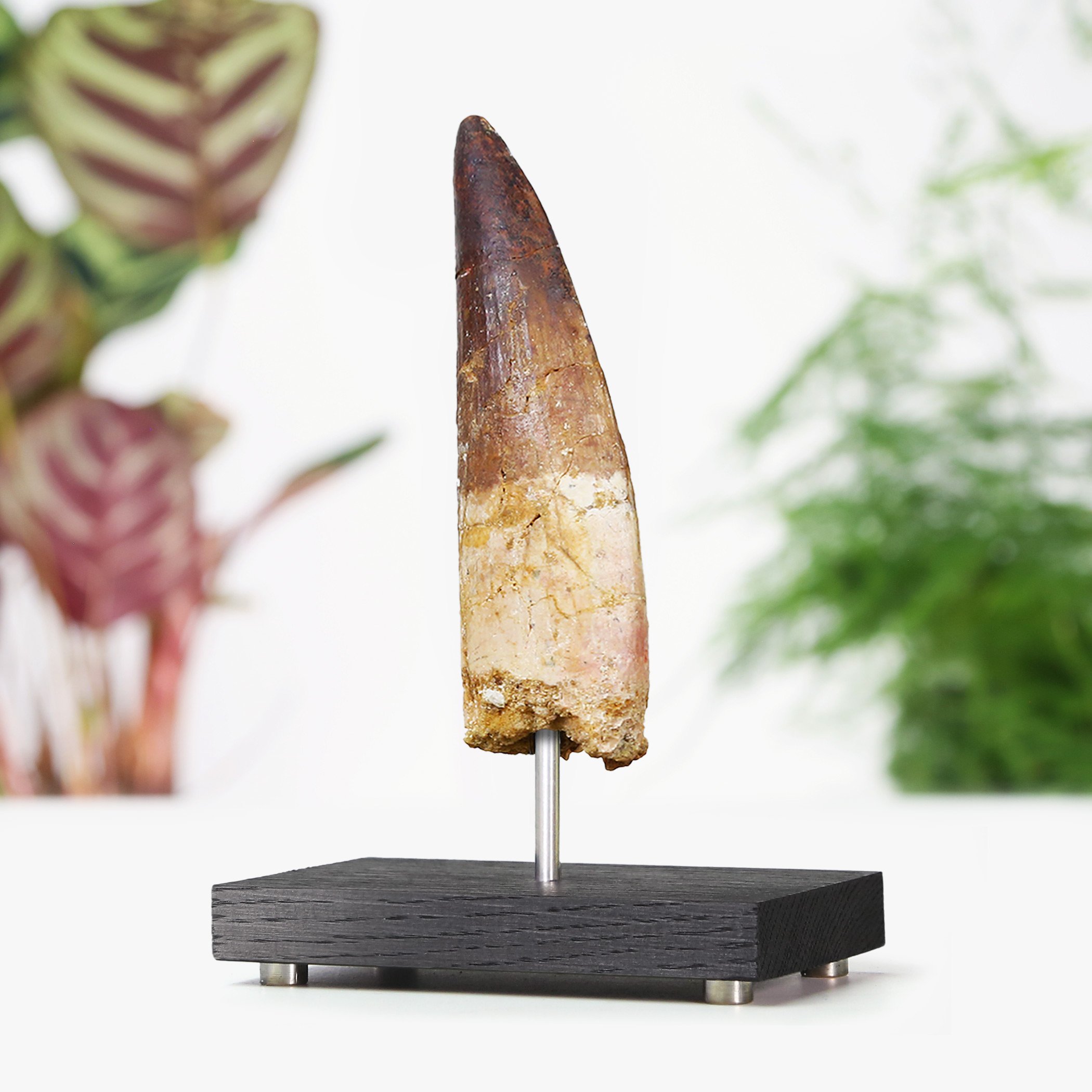 spinosaurus-tooth.jpg