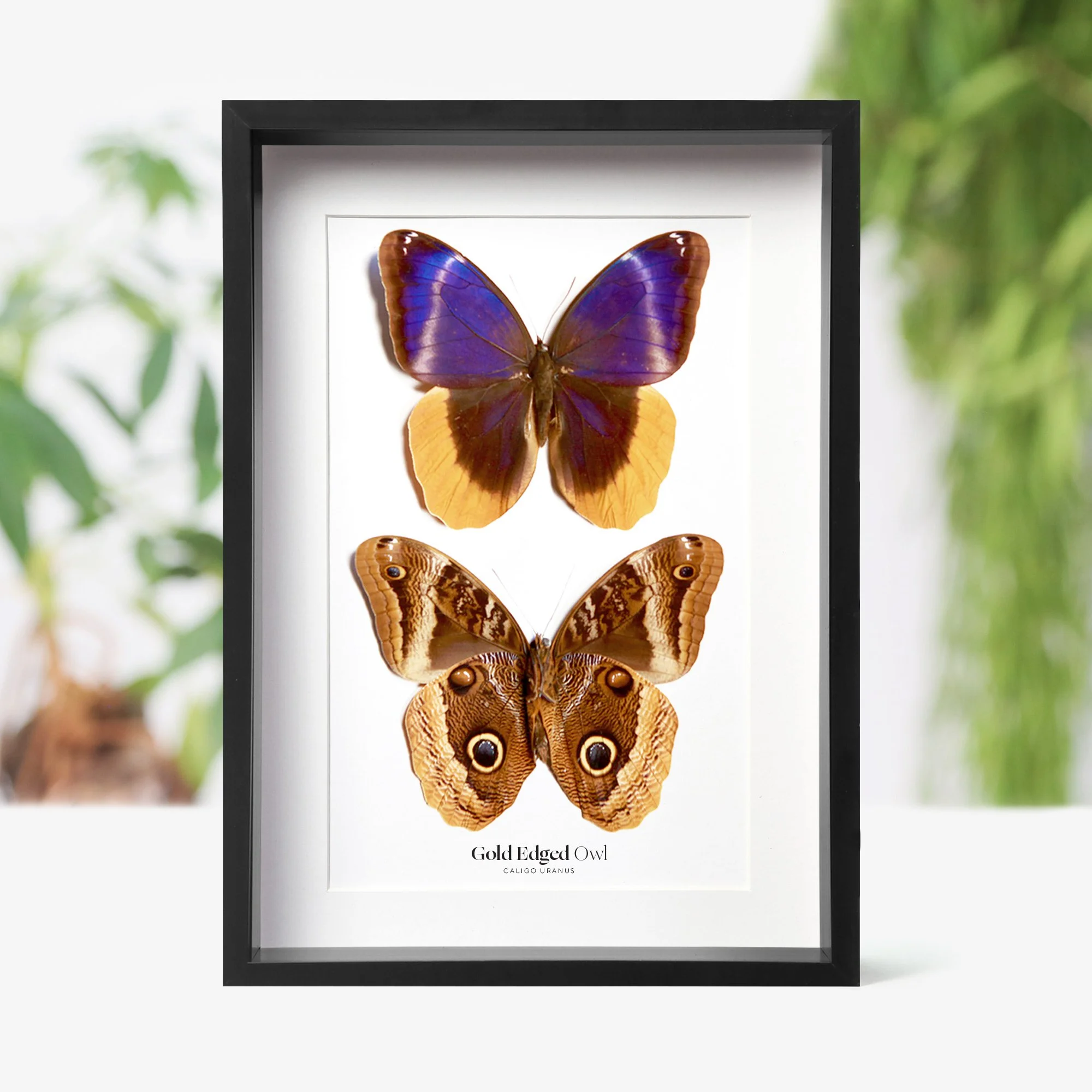 gold-edged-owl-pair.jpg