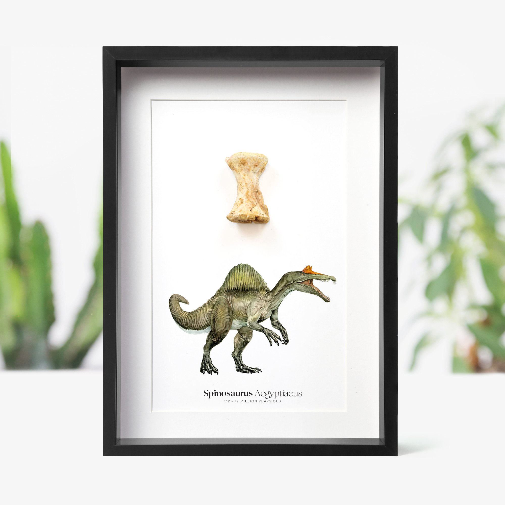 spinosaur-vertebrate.jpg