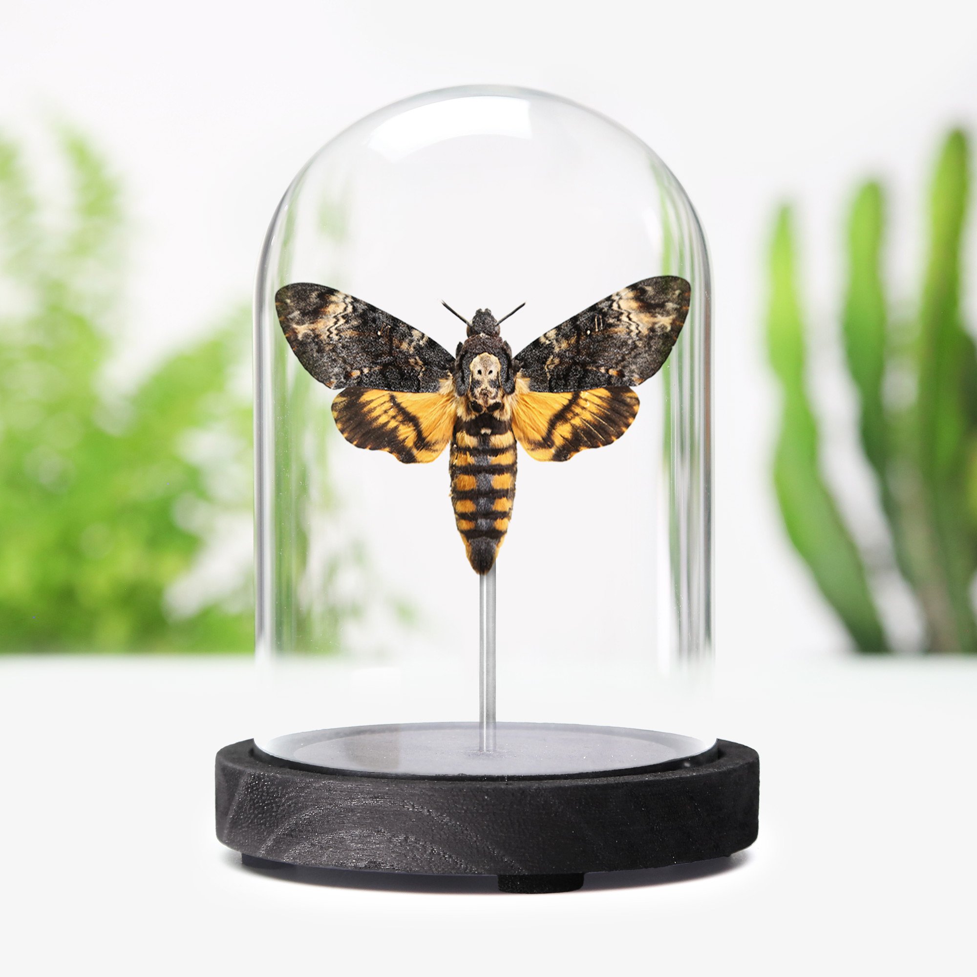 deaths-head-hawk-moth.jpg