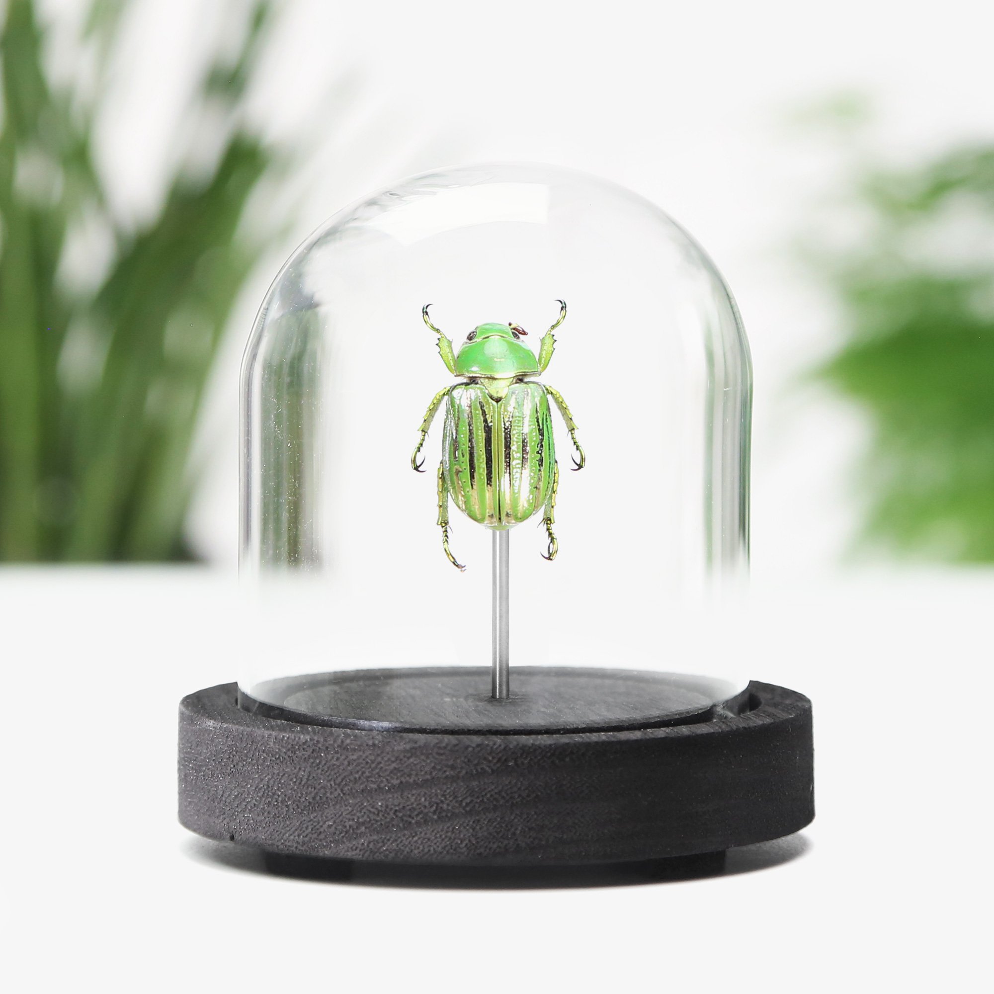 Glorious Scarab.jpg