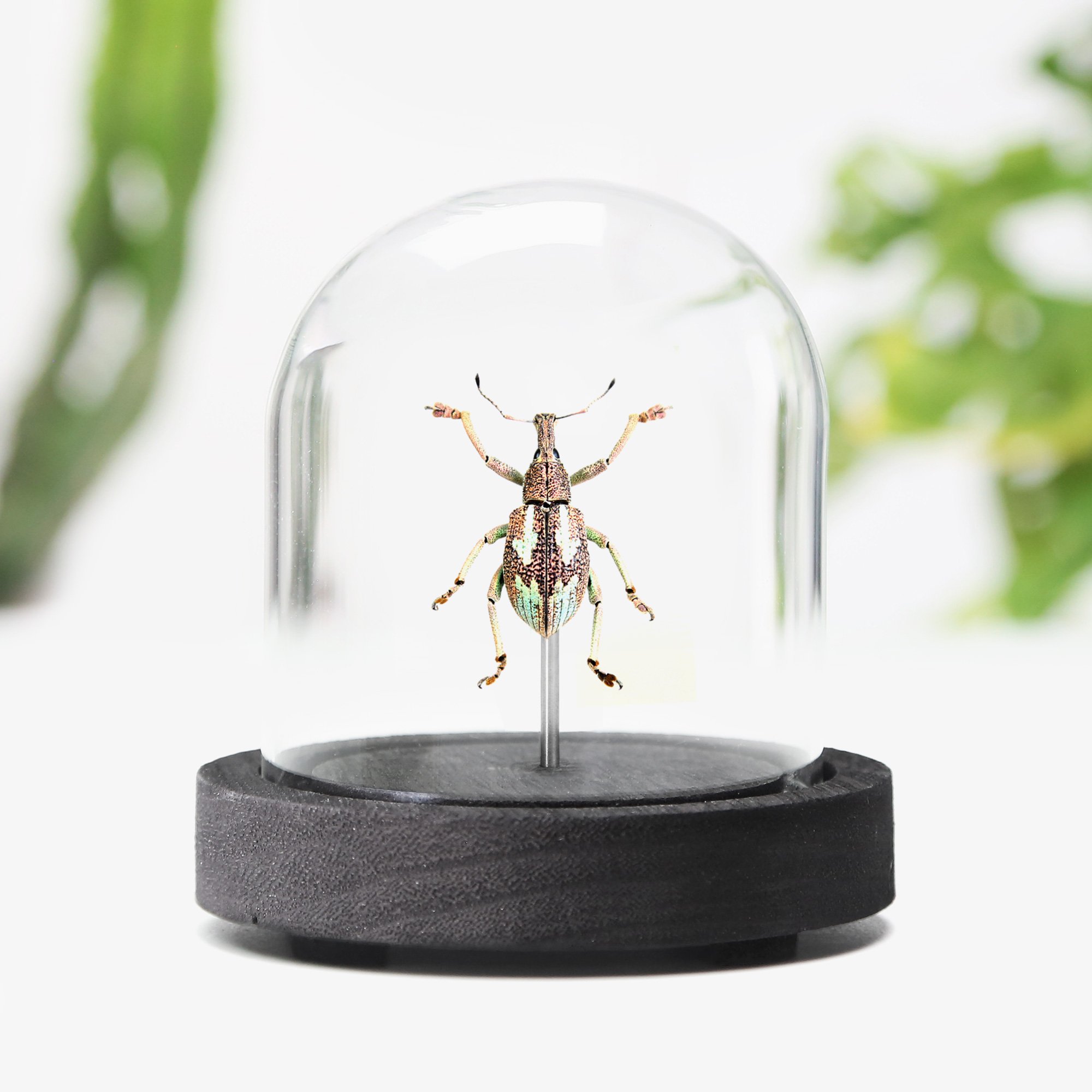 gold-weevil.jpg