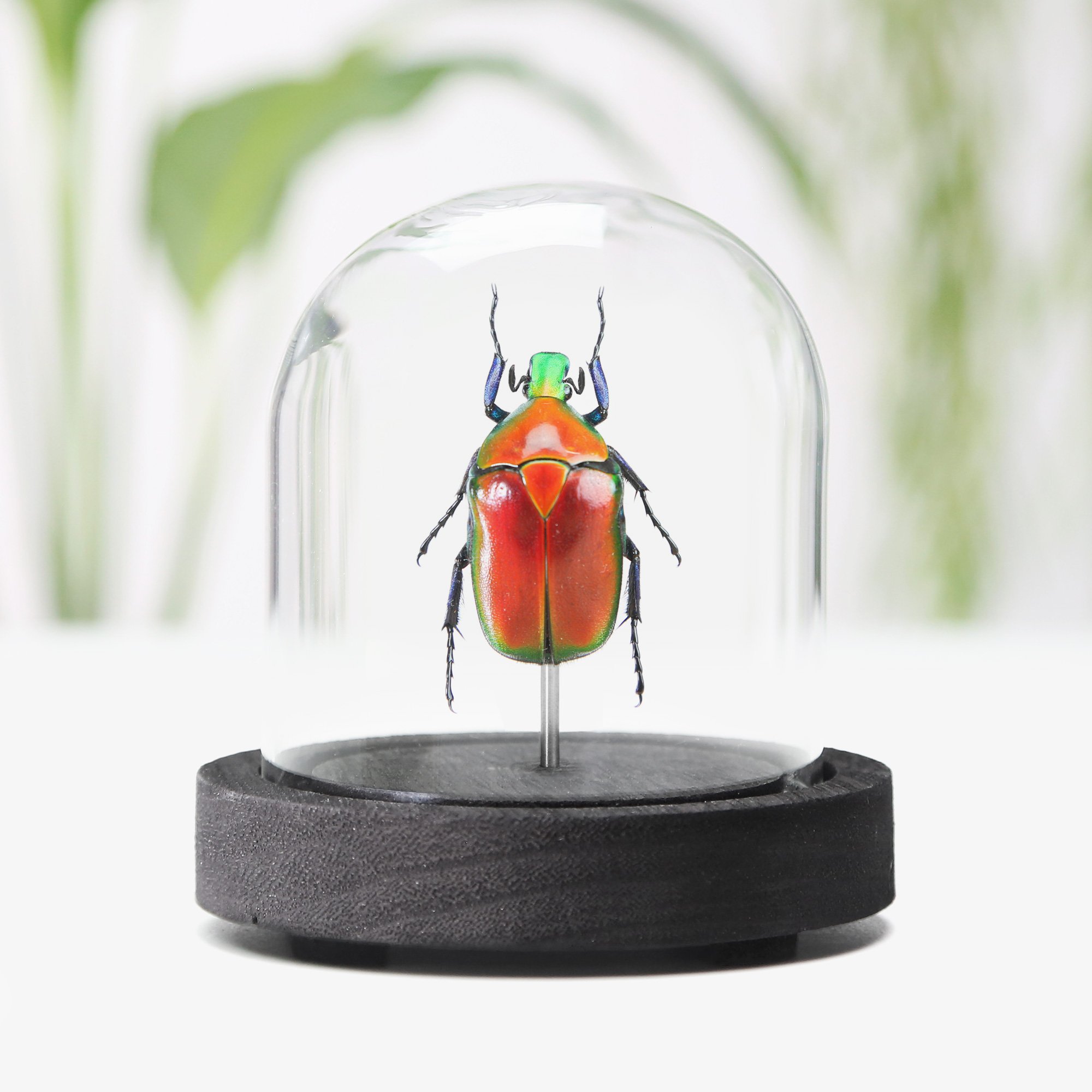 chathanya-beetle.jpg