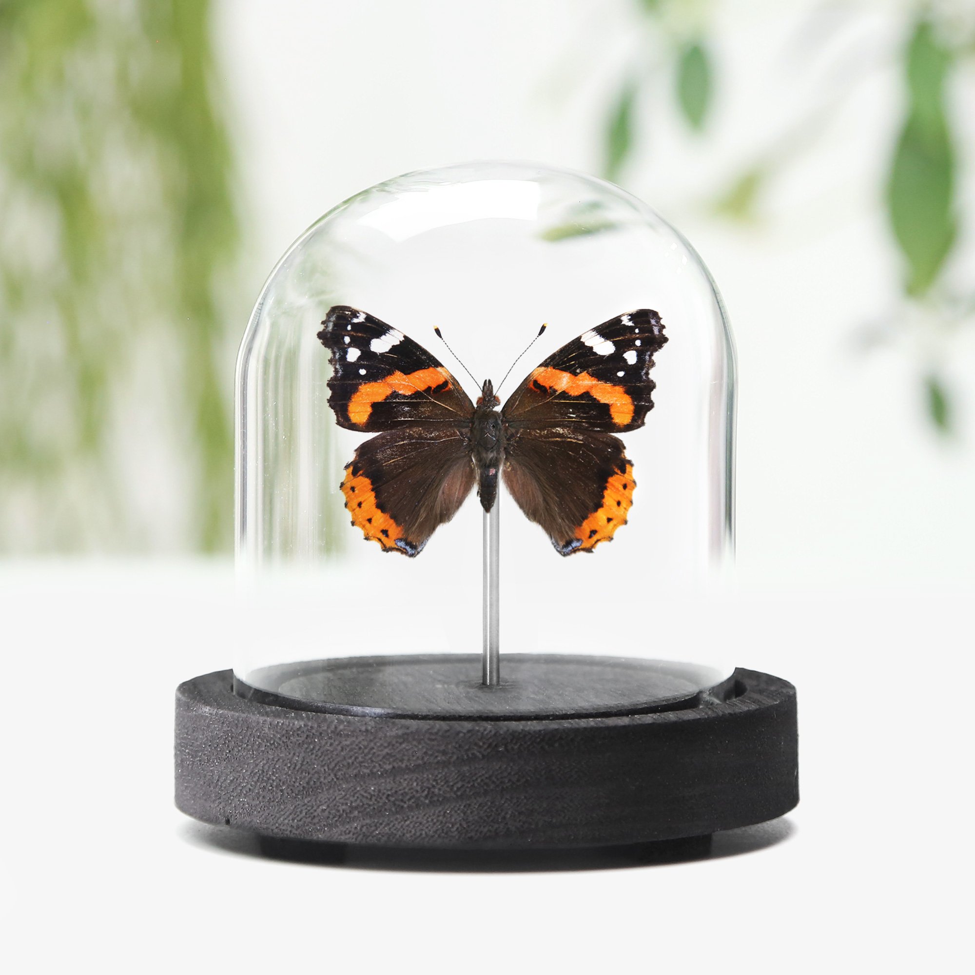 red-admiral.jpg