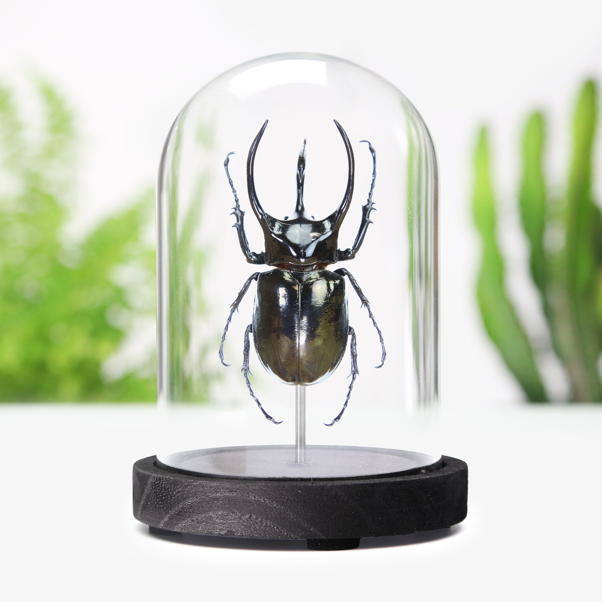 cuacasus-atlas-beetle.jpg