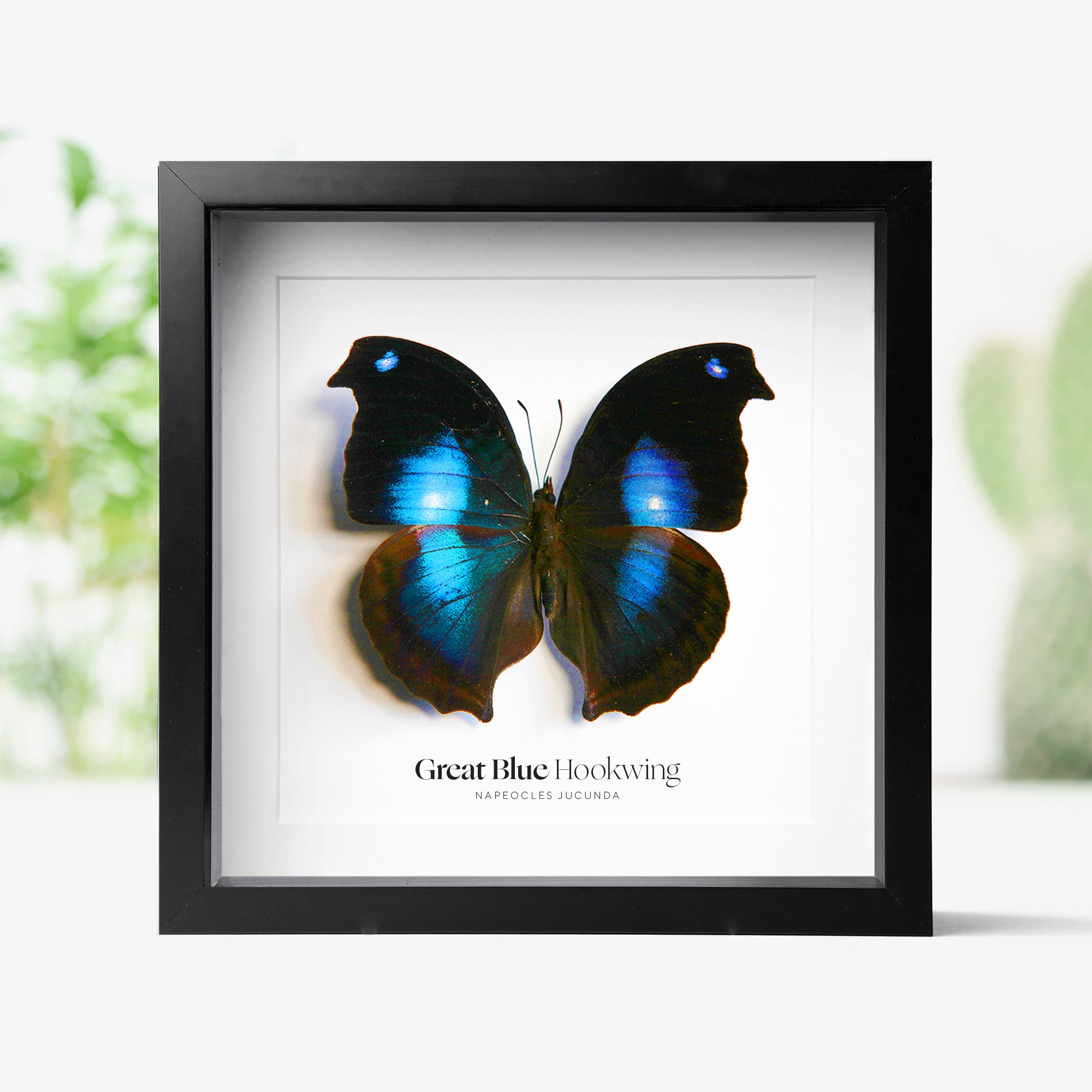 GREAT-BLUE-HOOKWING.jpg