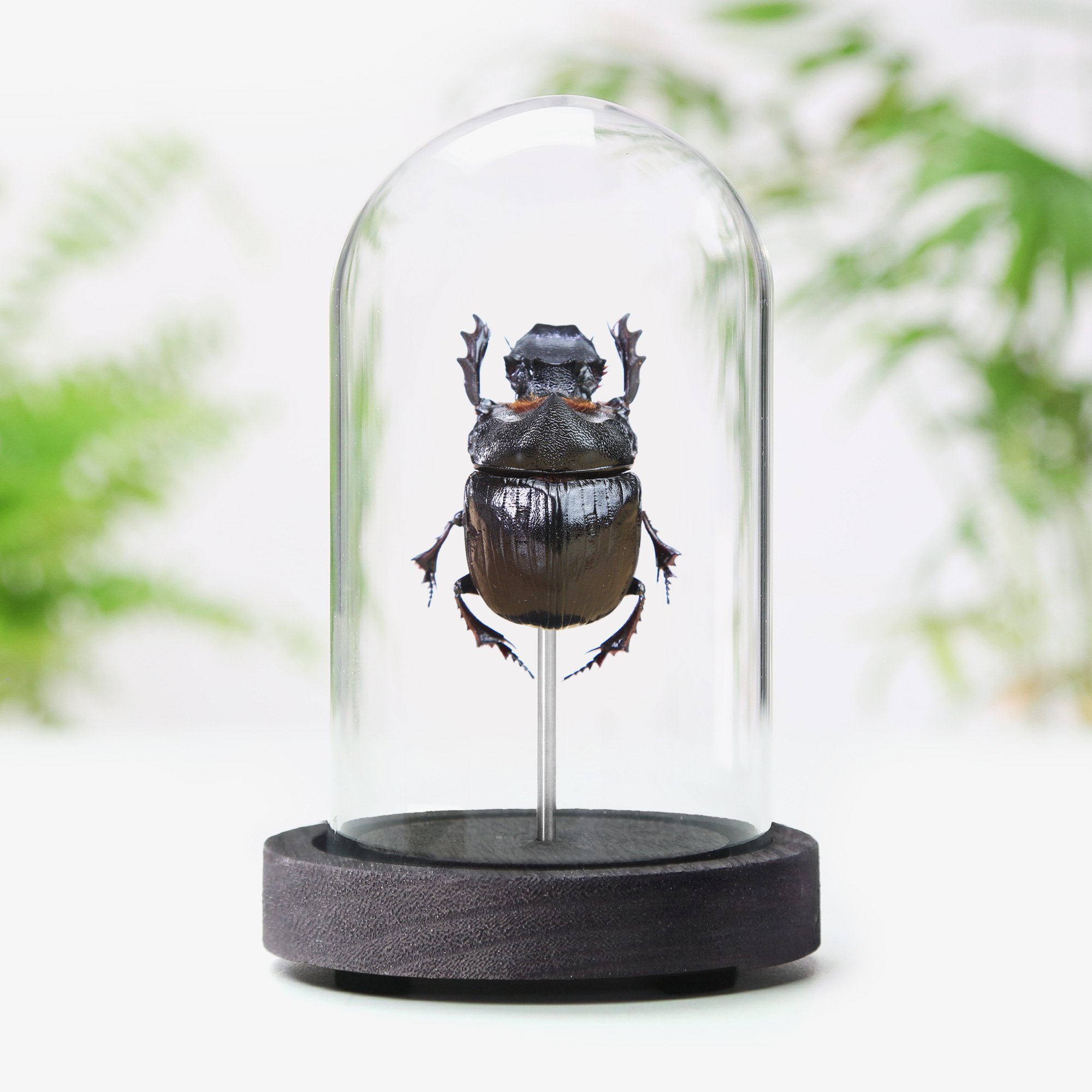 dung-beetle.jpg
