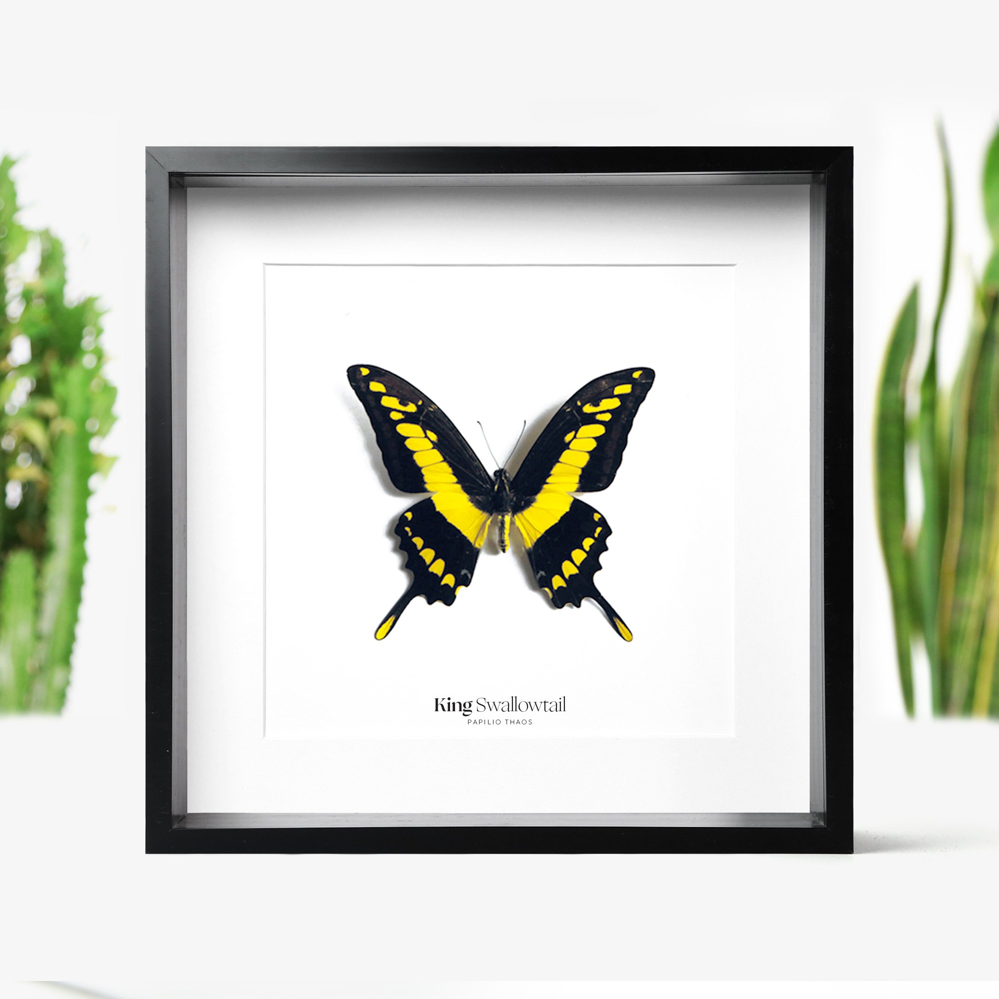 king-swallowtail.jpg