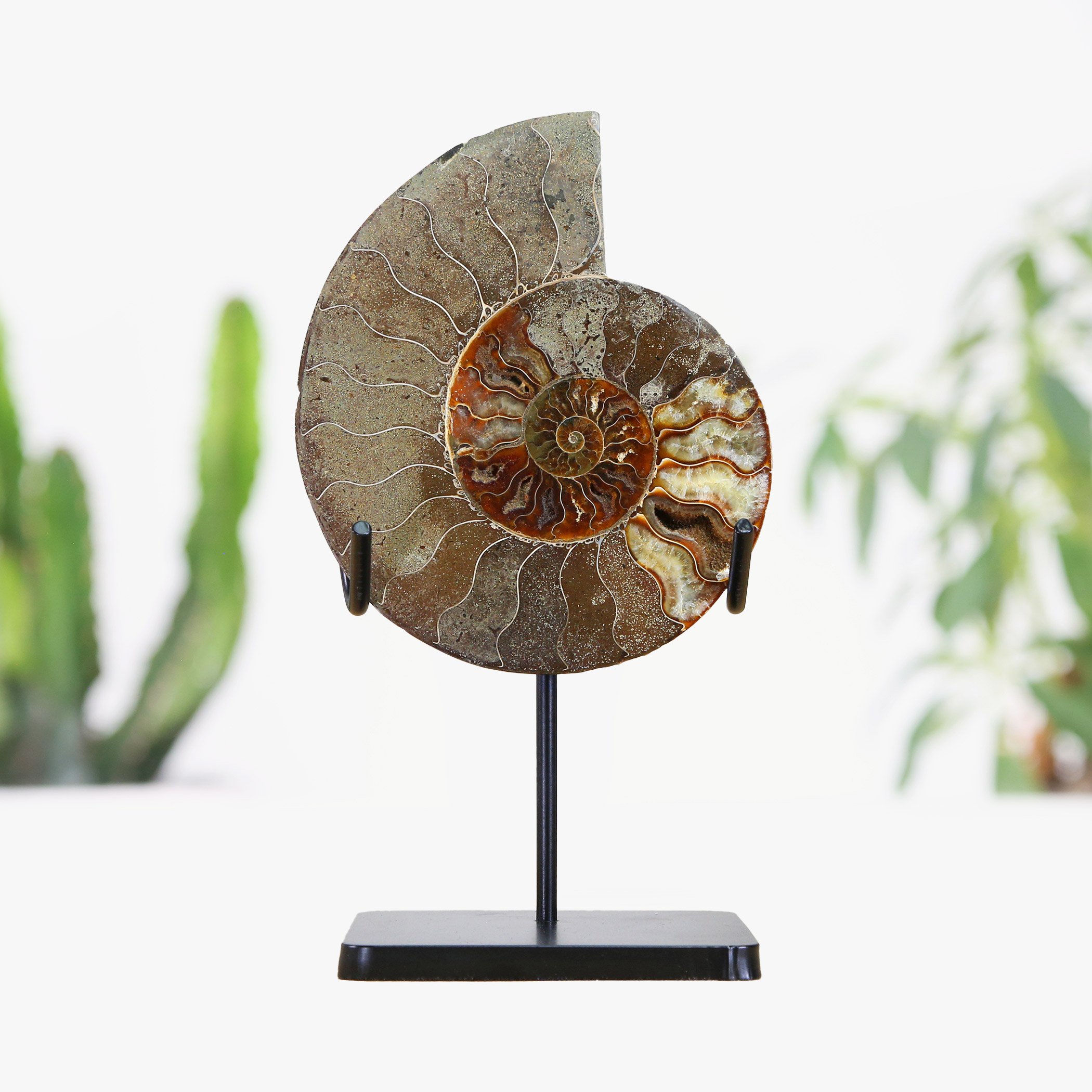 ammonite-stand.jpg
