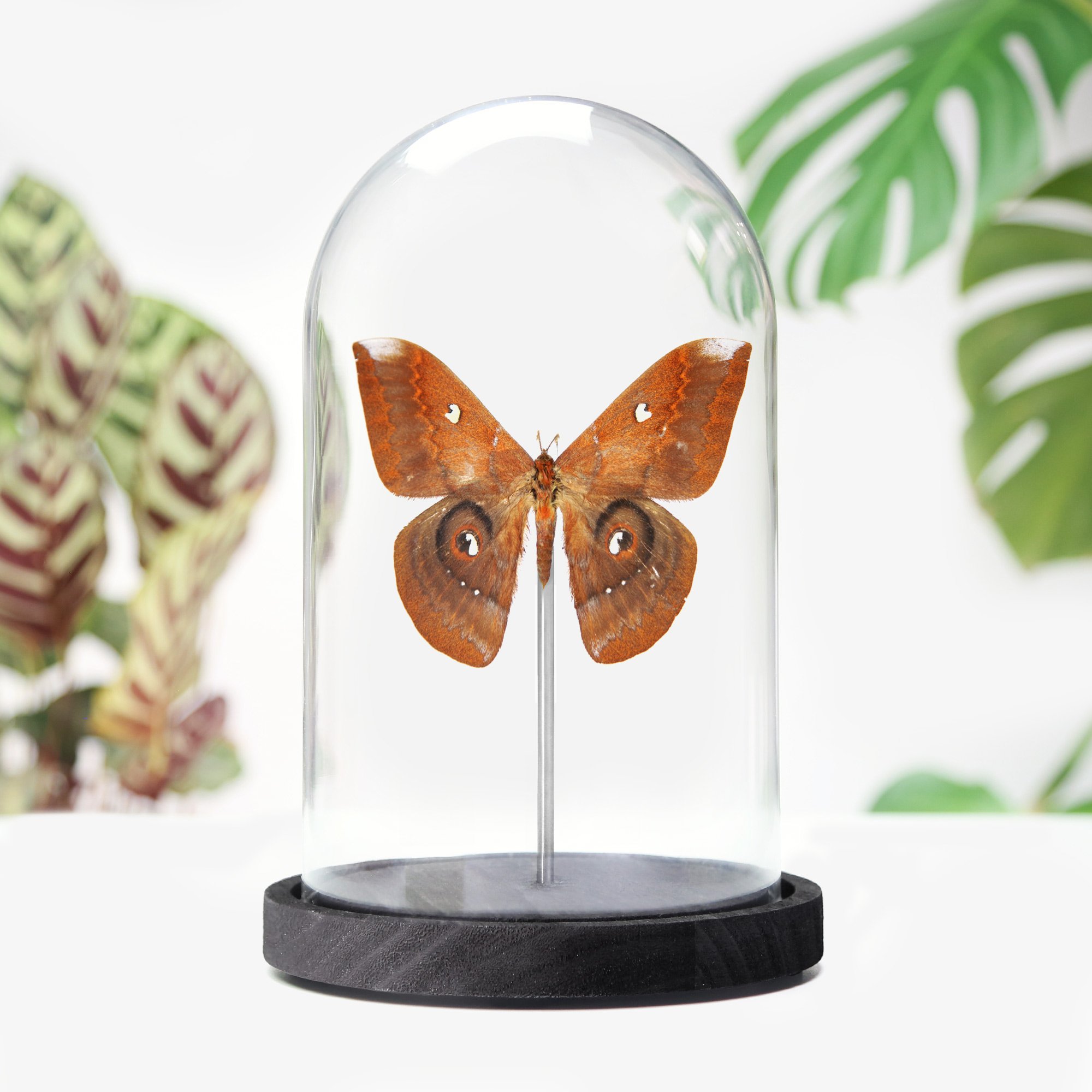giant-saturn-moth.jpg