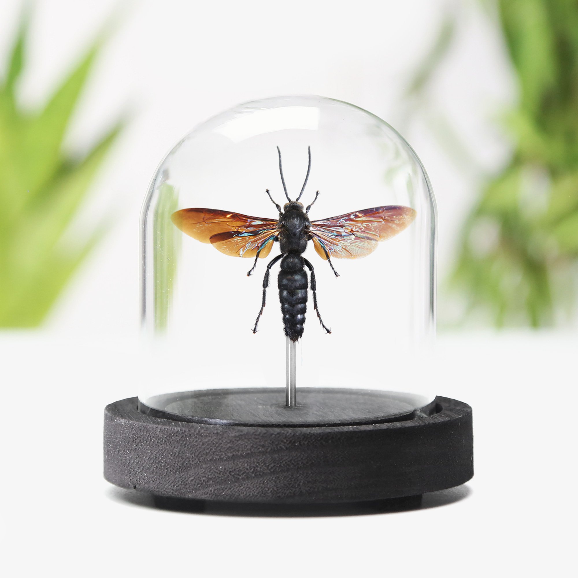 scoliid-wasp-male.jpg